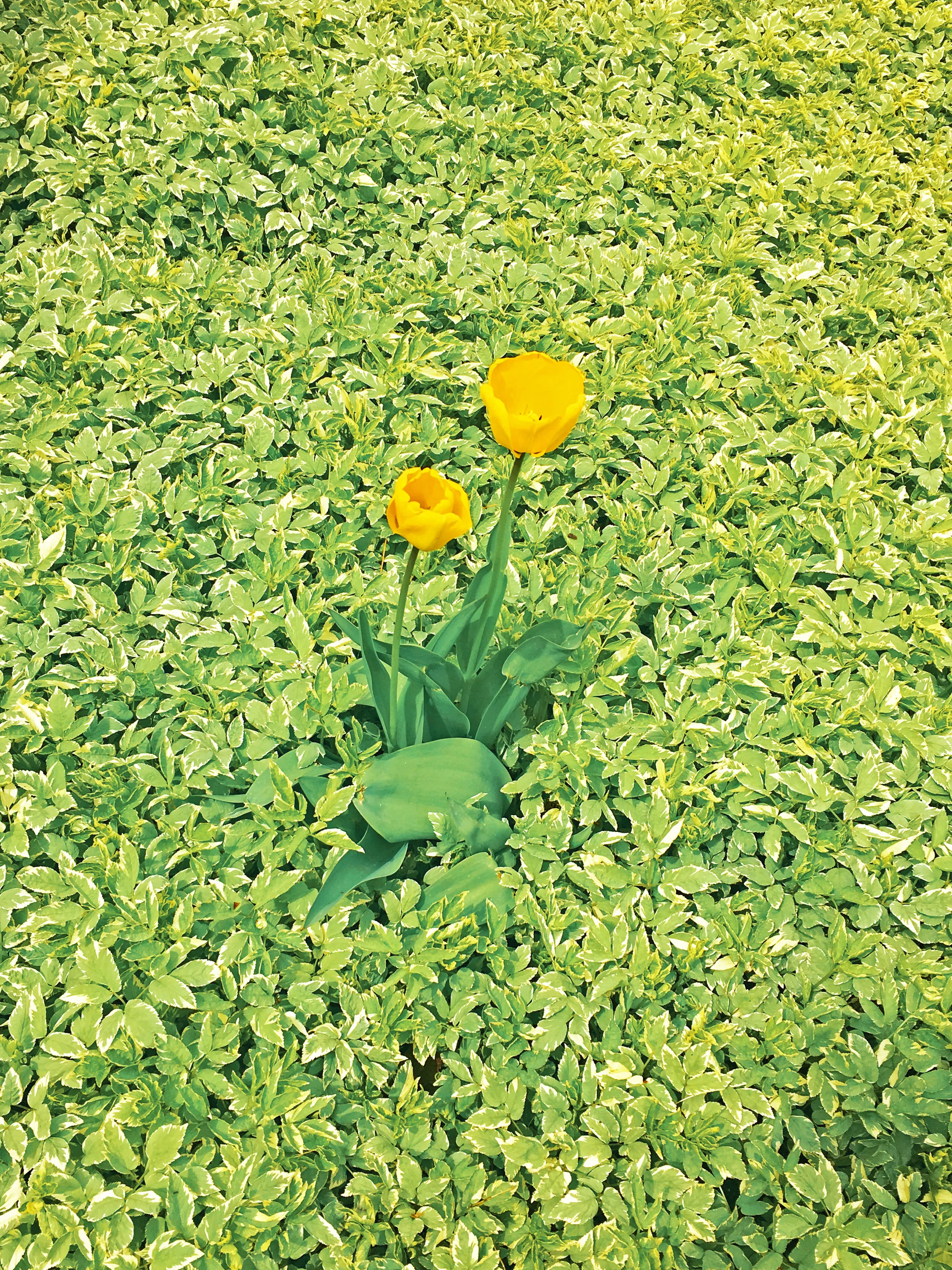 flowers.jpg