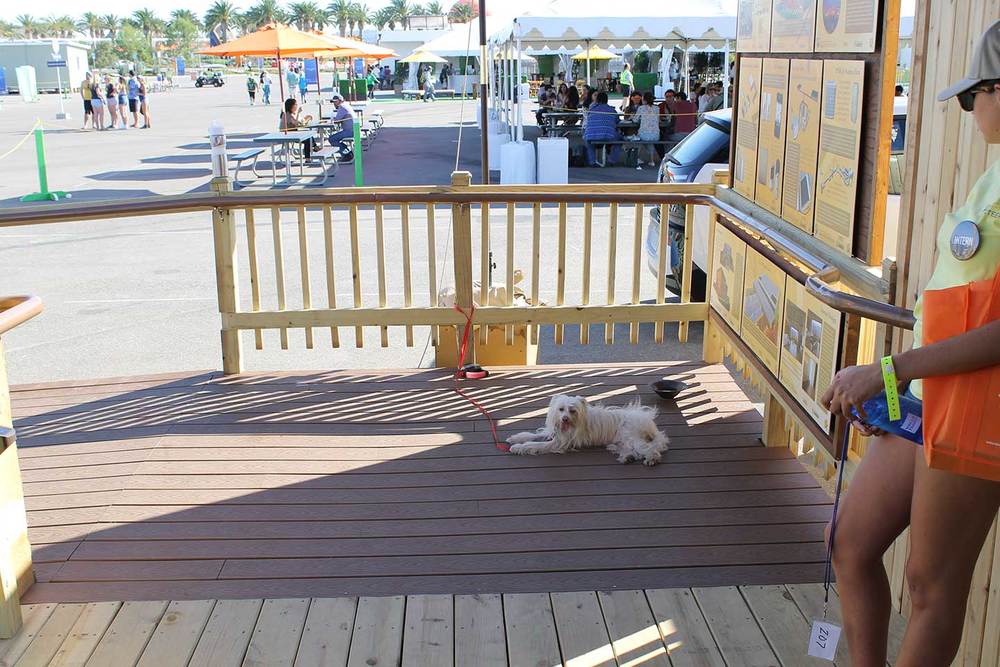 Our visitor counter and guard dog