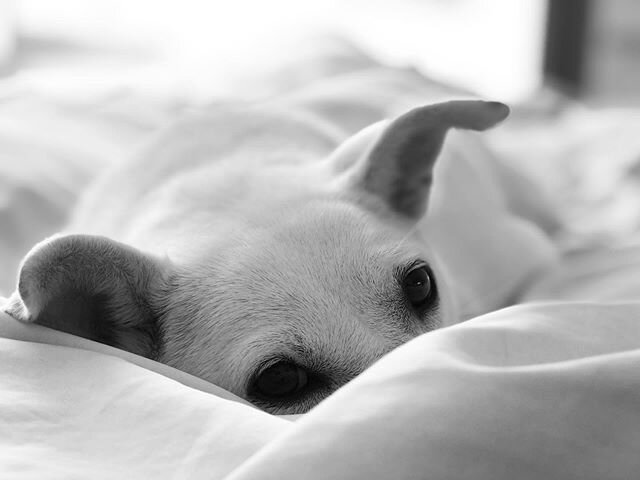 Bailey on Bed #baileygirlbrooklyn #jindo #dogportrait #dogsofinstagram #jindosofinstagram #koreank9rescue #portrait #closeup #blackandwhite #photography #blackandphotography #shotoniphone #newyorkcity #brooklyn #dog #doge #dogoftheday #rescuedog #nyc