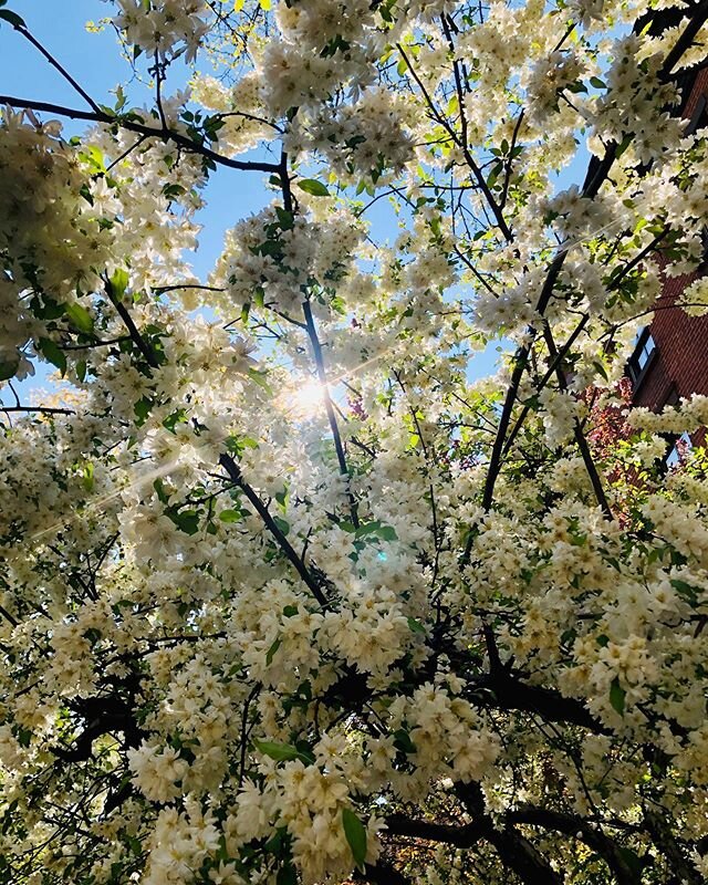 #springhassprung #spring #flowers #isolation #dogwalking #downtownbrooklyn #brooklyn #newyorkcity #nycphotography #photography #lookingup #nature #nyc