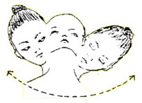 neck-rolls.gif