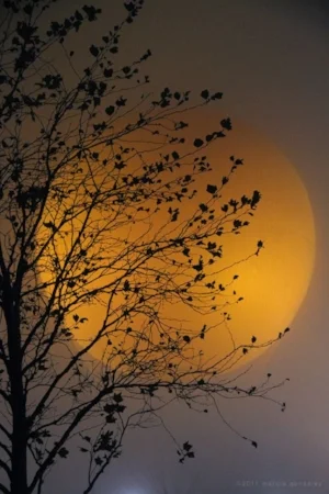 Golden Moon.jpg
