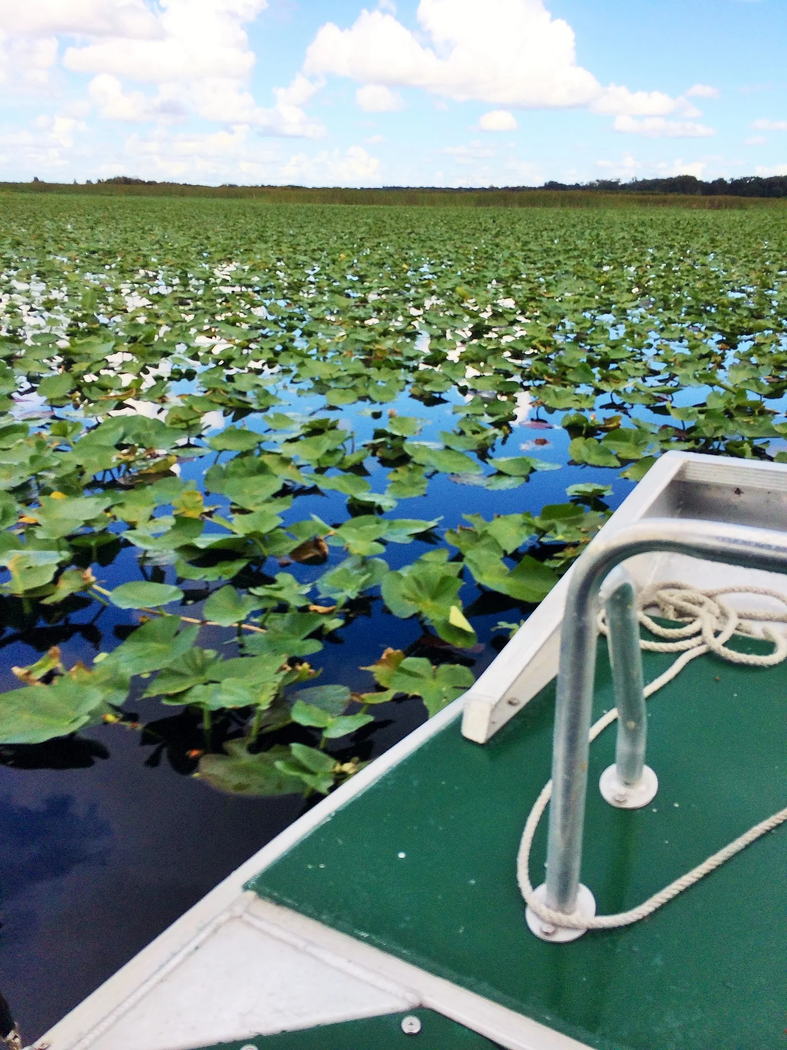 lily pads
