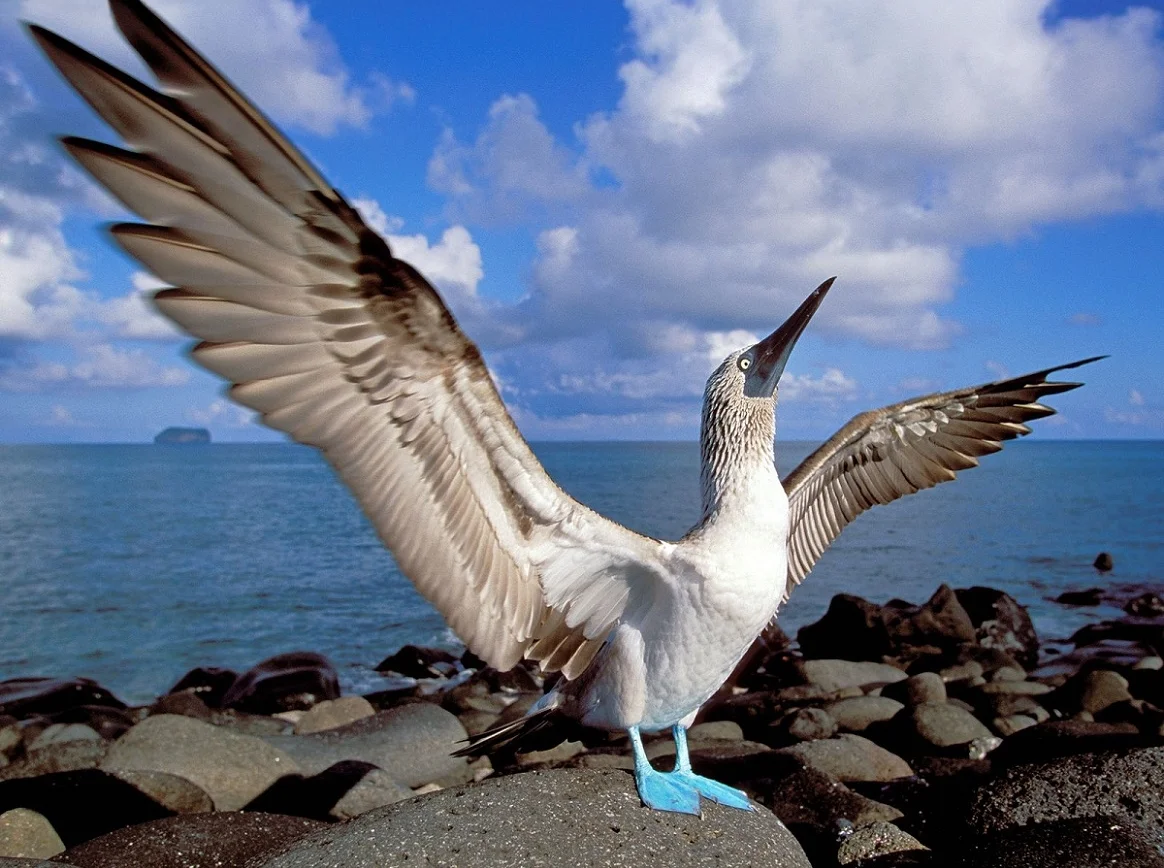 galapagosweb4.jpg