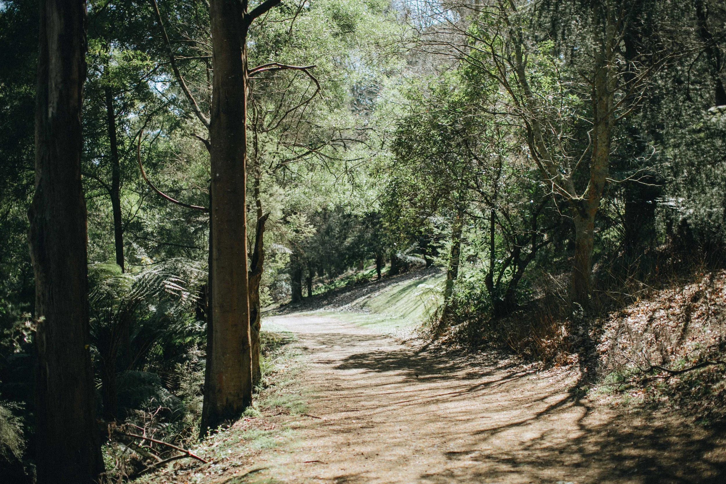 Eastern Dandenong Ranges Trail