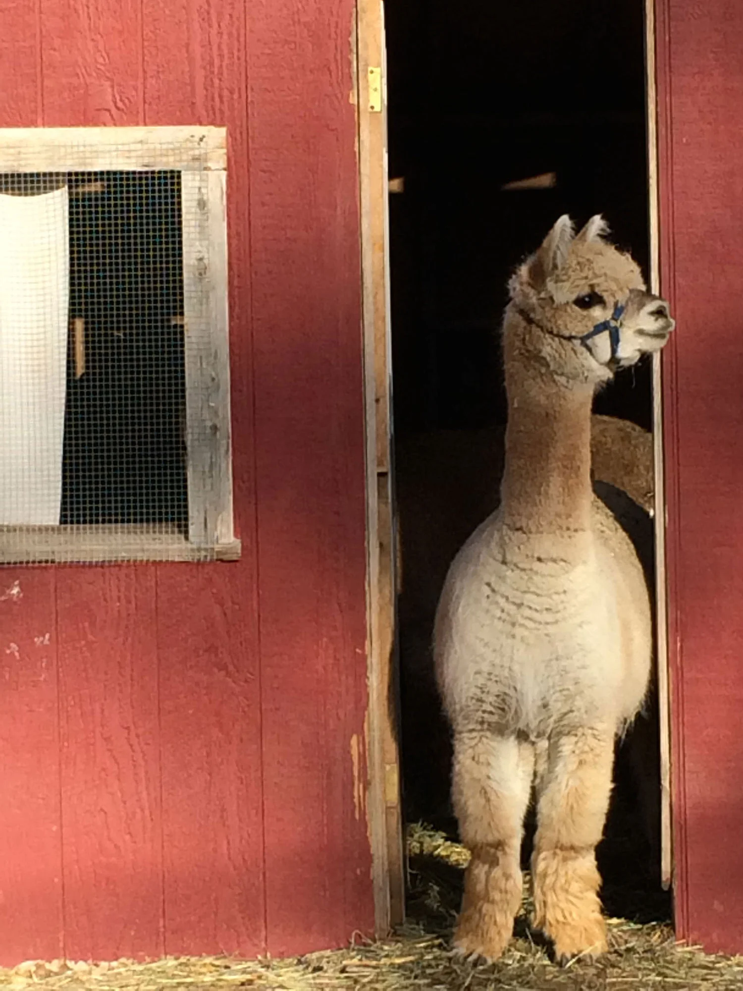 Amelia looks out the barn door