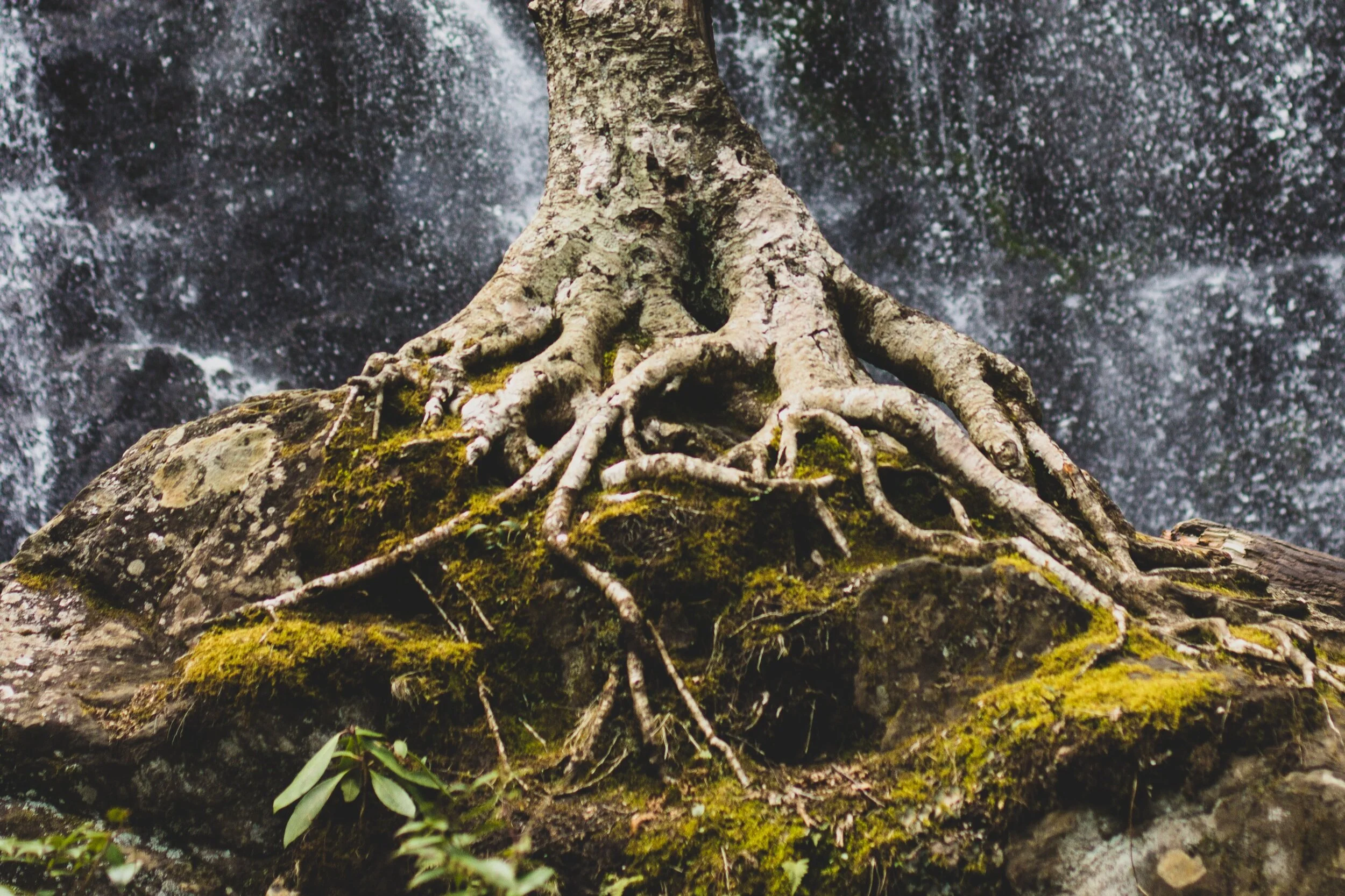 A New Stress Resilience Model