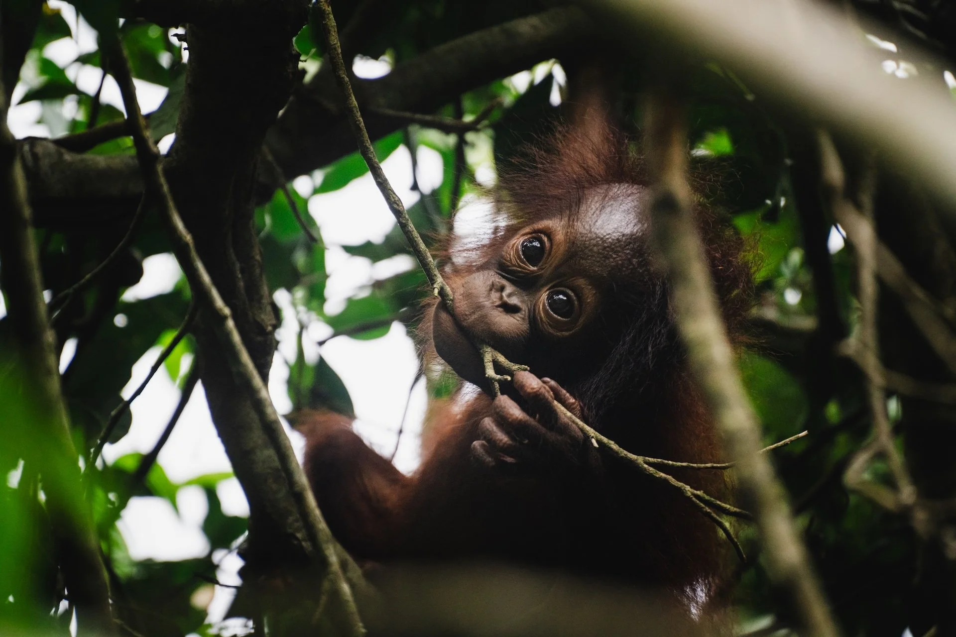 Baby Bornean Orangutan in tree