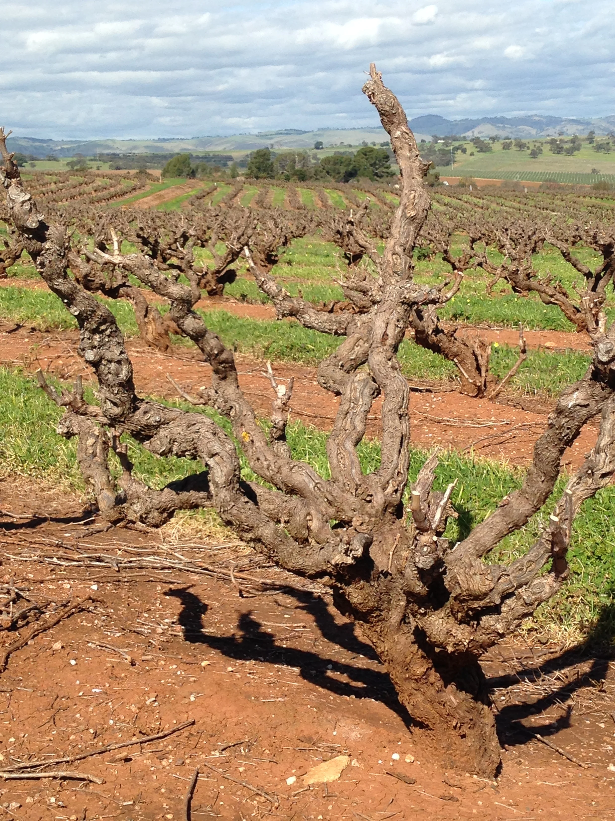 Gnarly Grenache vines in the Barossa
