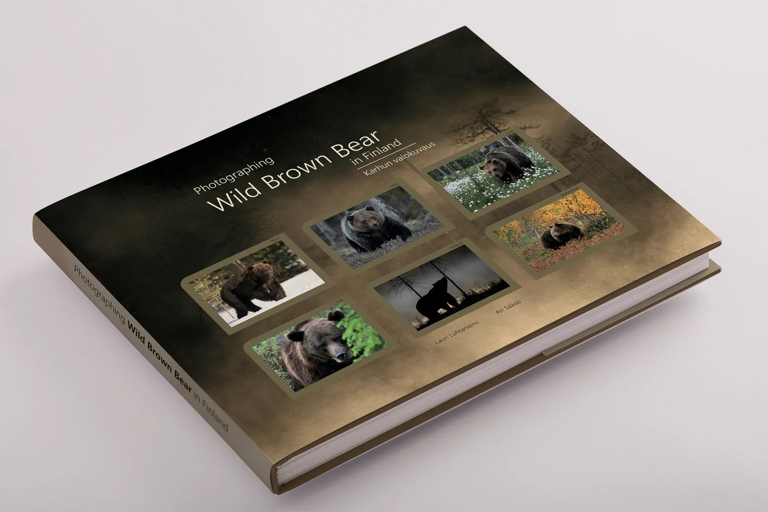 Photographing Wild Brown Bear In Finland