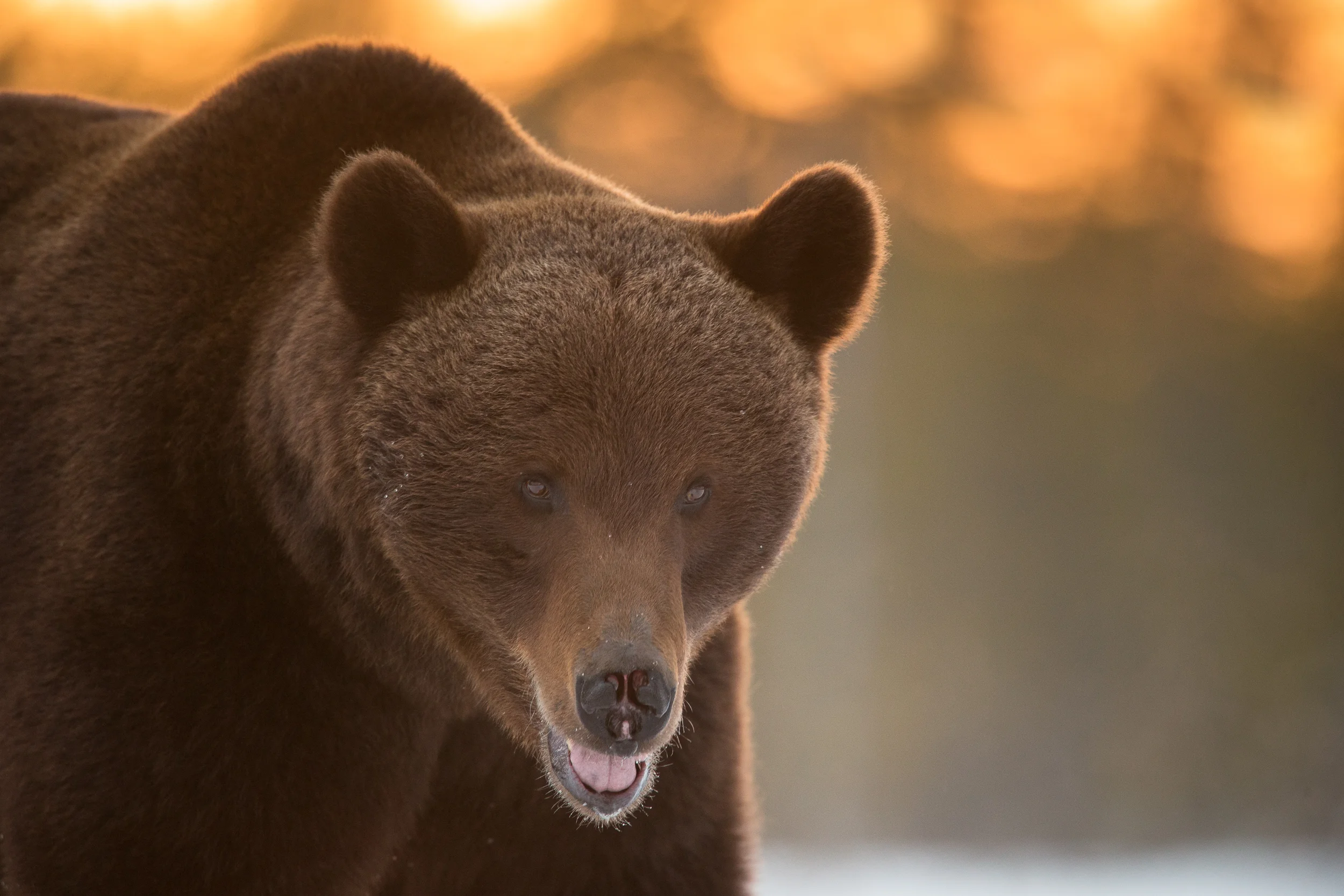 Kyle_Moore_Photography_Bear-3.jpg