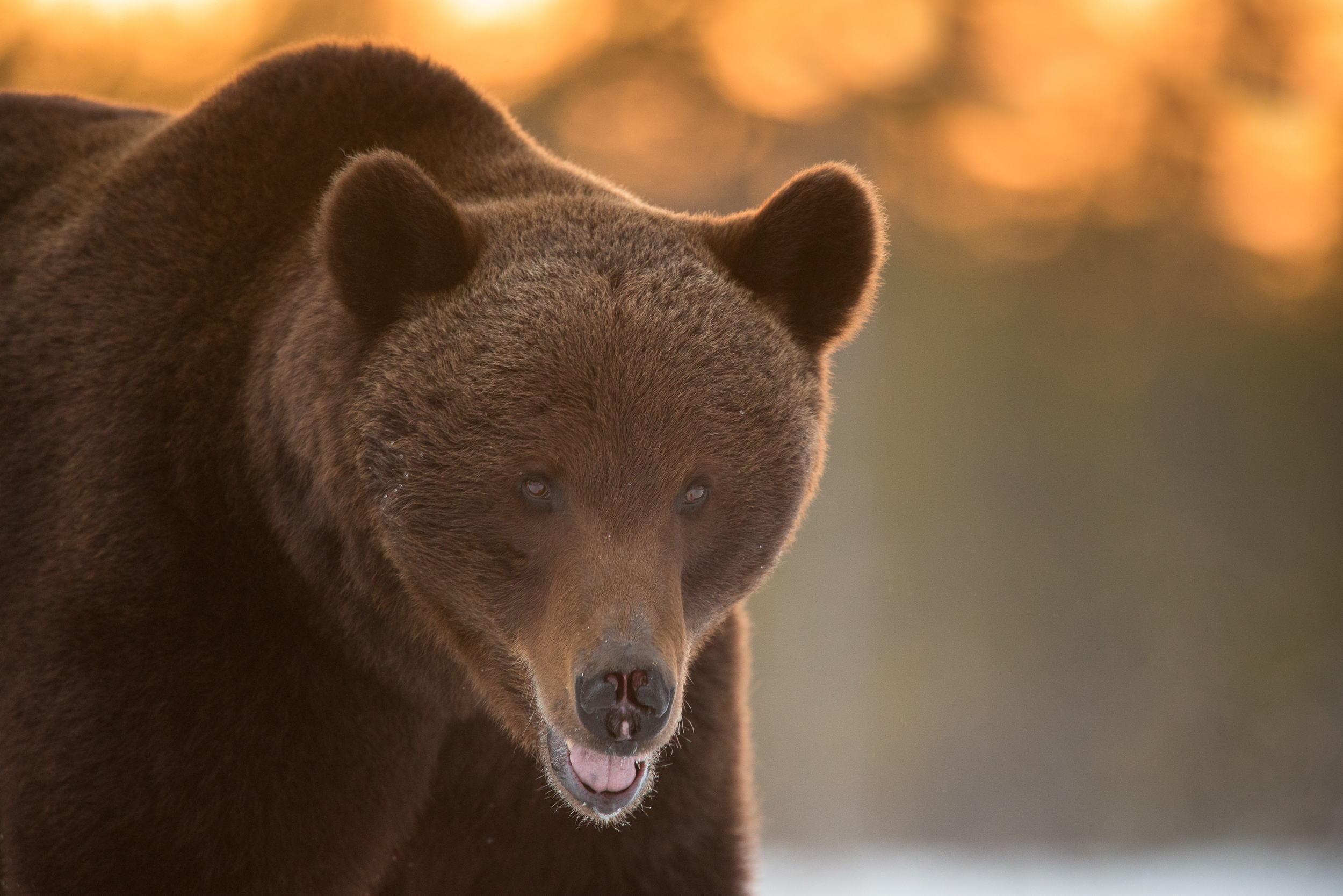 Kyle_Moore_Photography_Bear-3.jpg