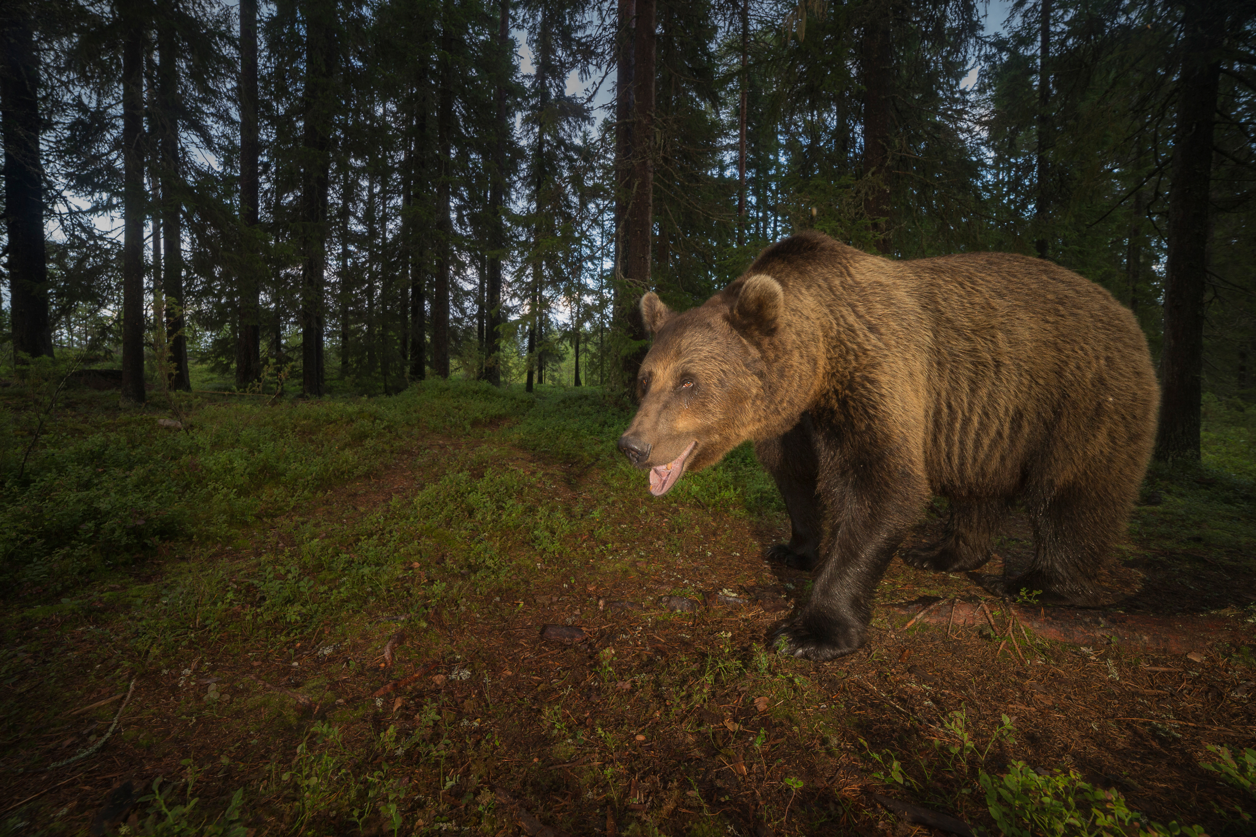 Kyle_Moore_Photography_Bear-13.jpg