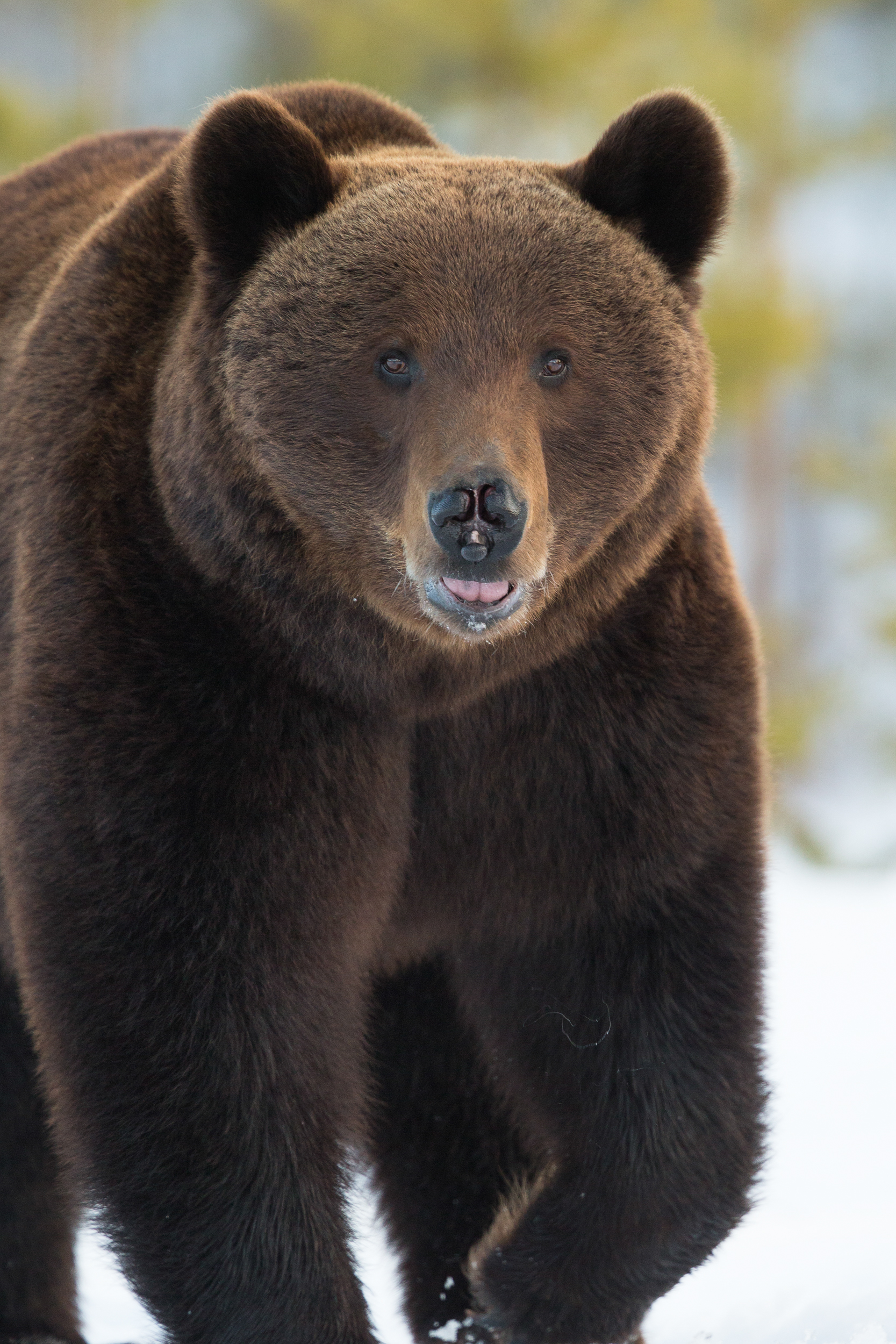 Kyle_Moore_Photography_Bear.jpg