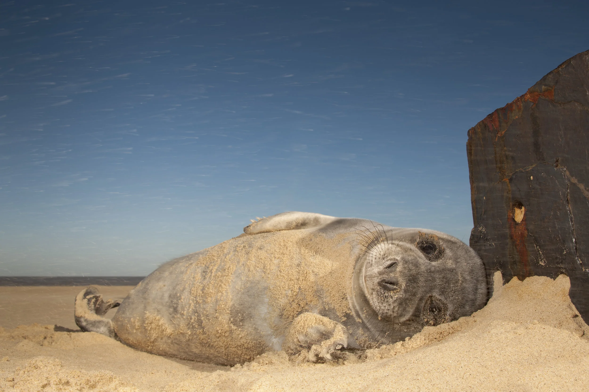 Grey_Seal_Pup_Sandstorm2.jpg