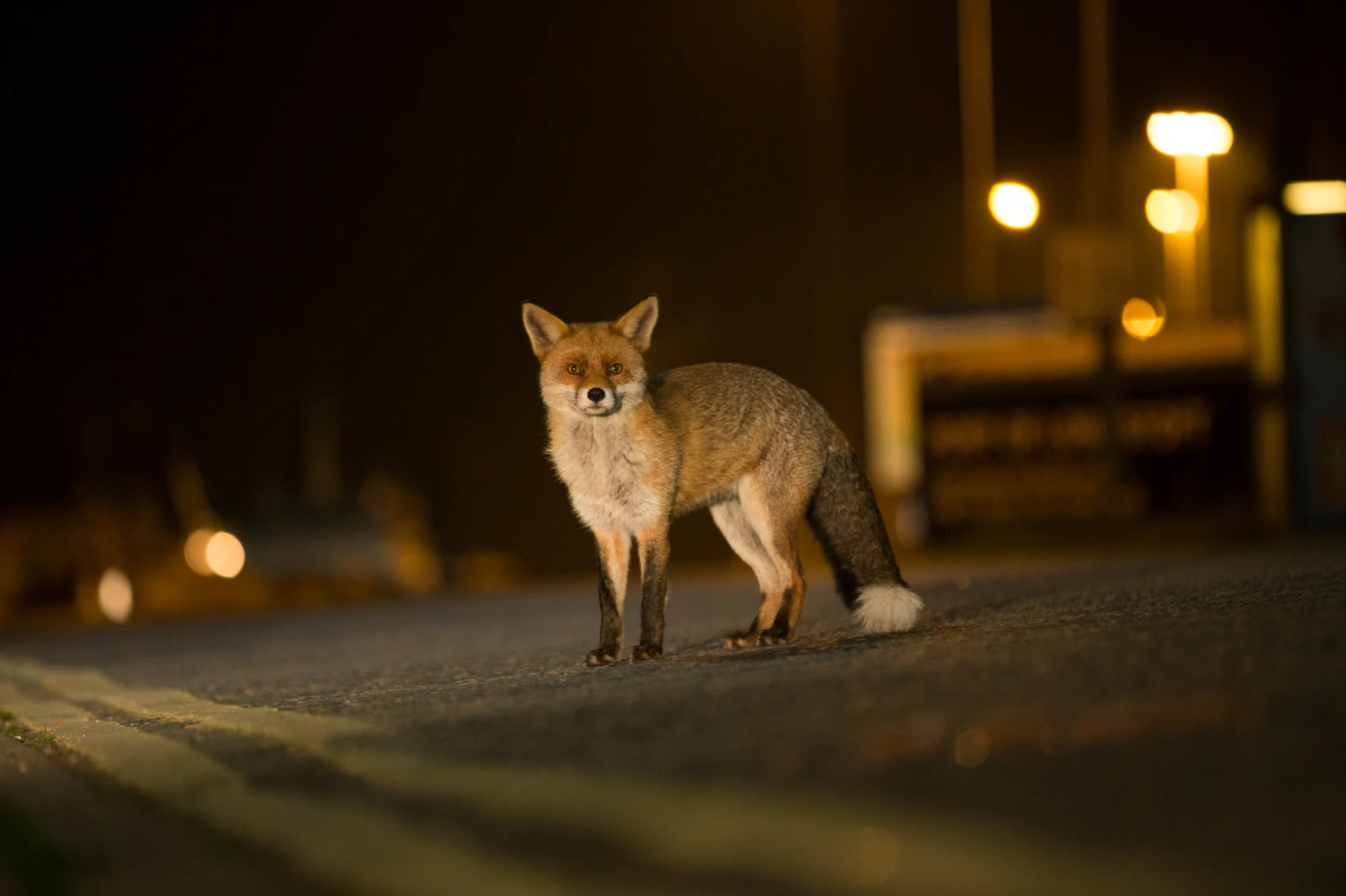 Kyle Moore Photography Foxes-3.jpg