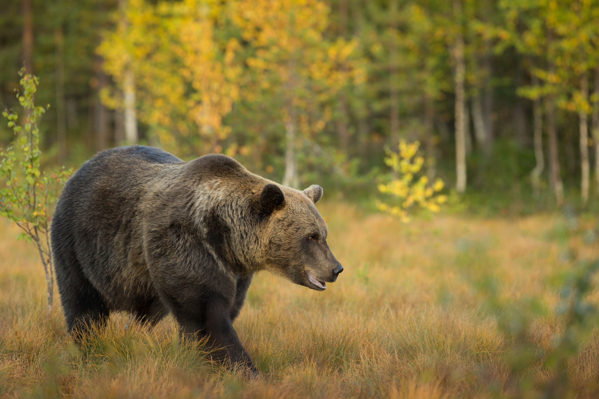 Kyle Moore Photography Bears-4.jpg