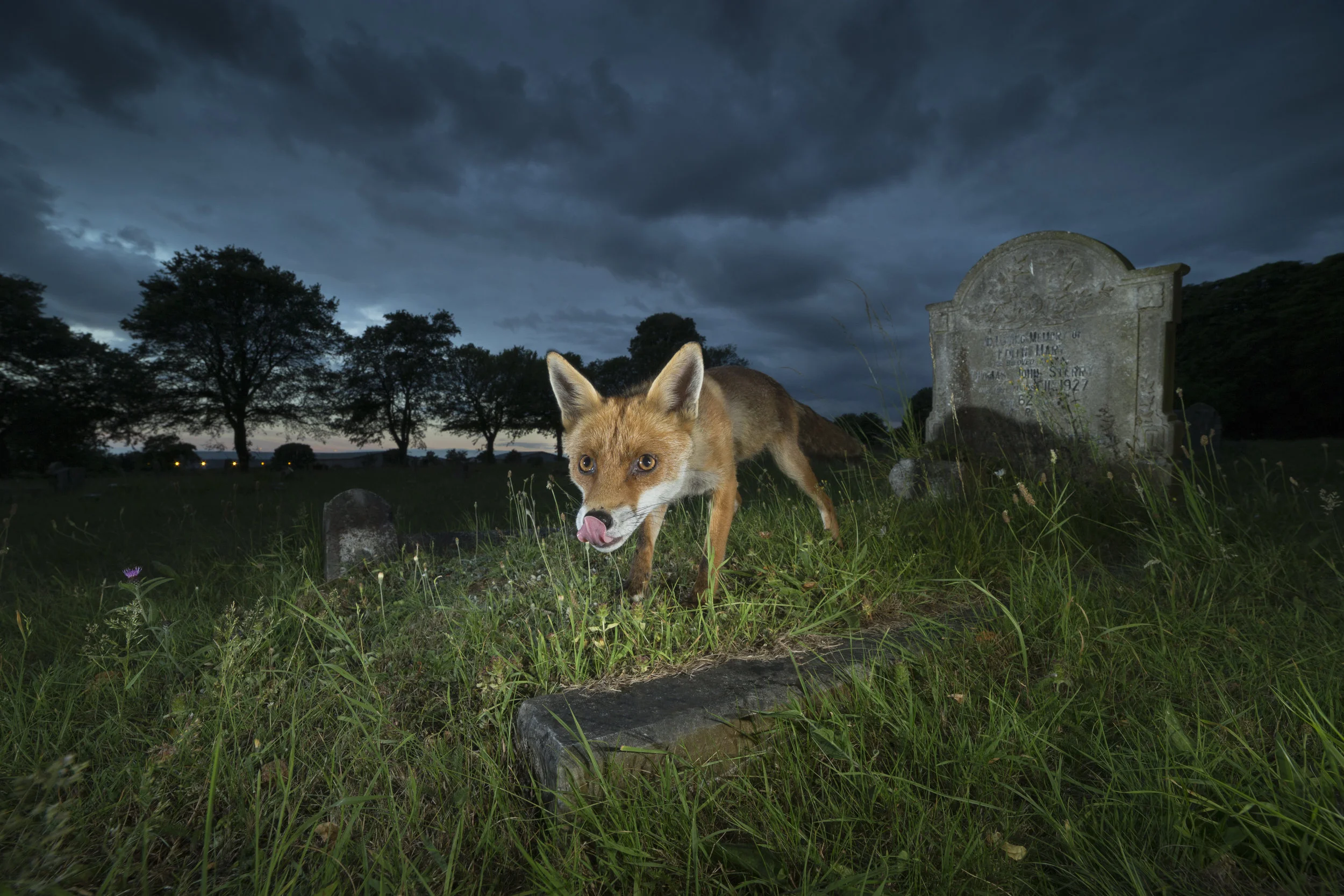 Red_Fox_Lowestoft_MG_0342.jpg
