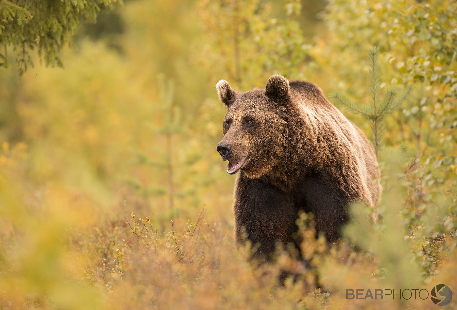 Brown_Bear_Photography_Tours.jpg