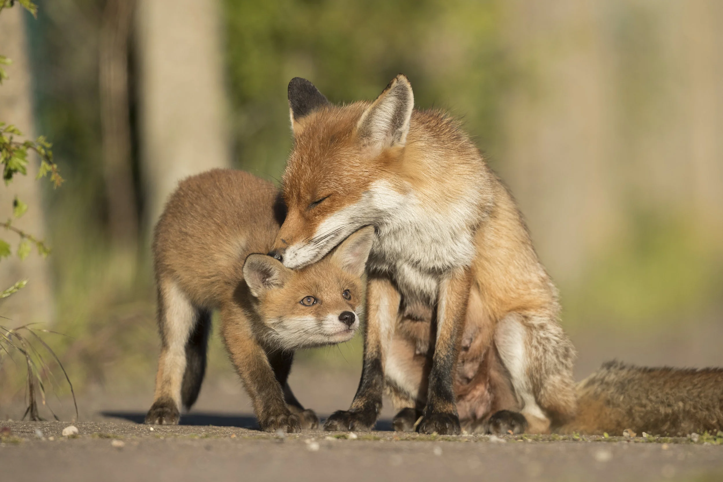 Red_Fox_Mother_And_Cub_MG_0154.jpg