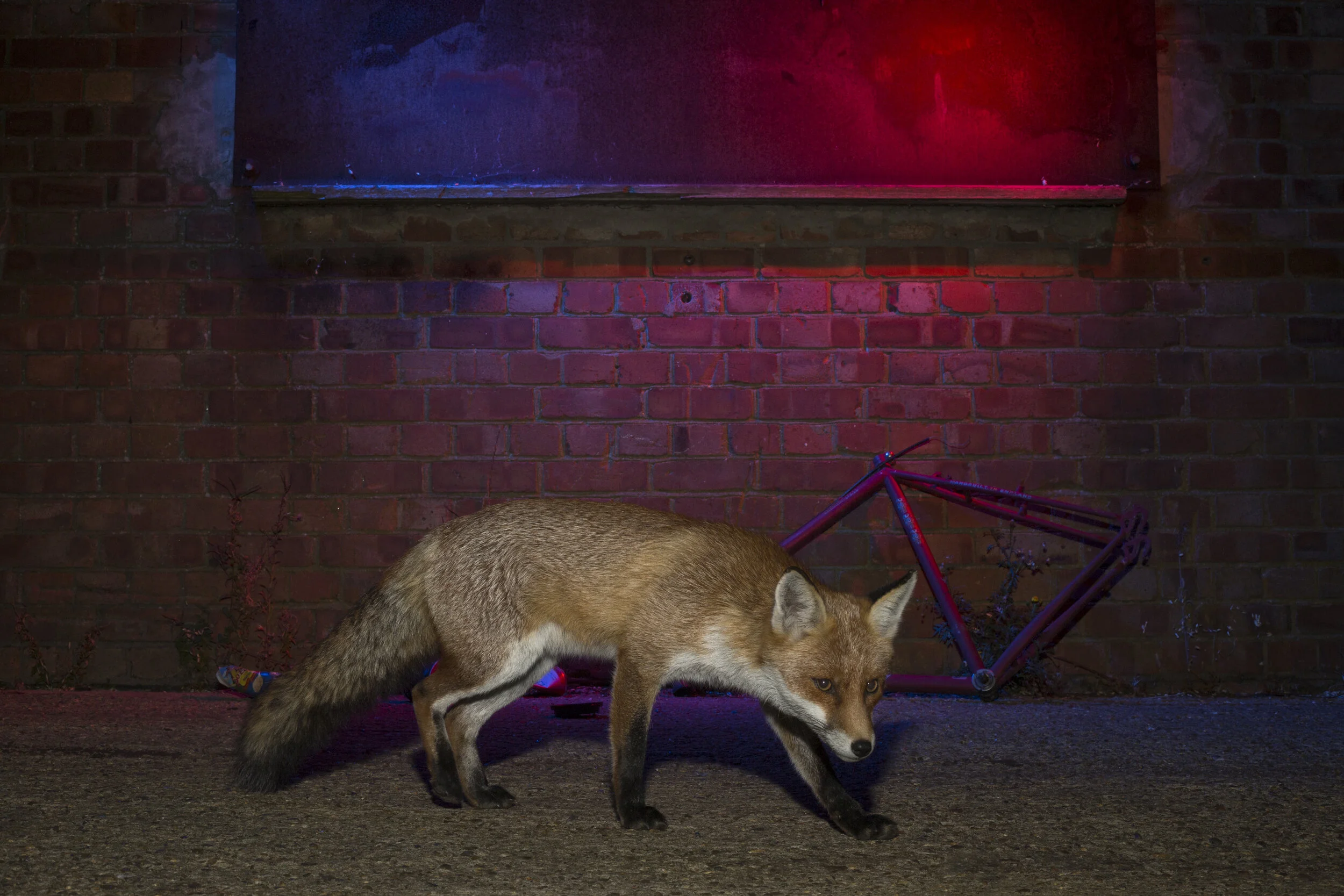 Red_Fox_Lowestoft_MG_0280.jpg