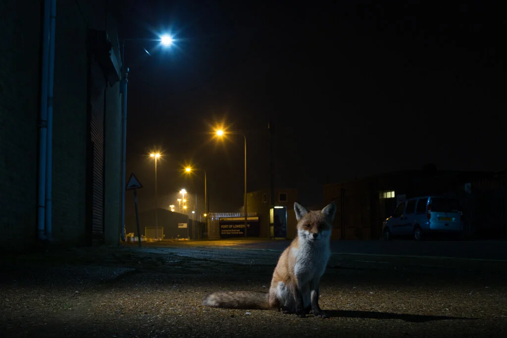 Red Fox, Vulpes vulpes, UK._-62.jpg