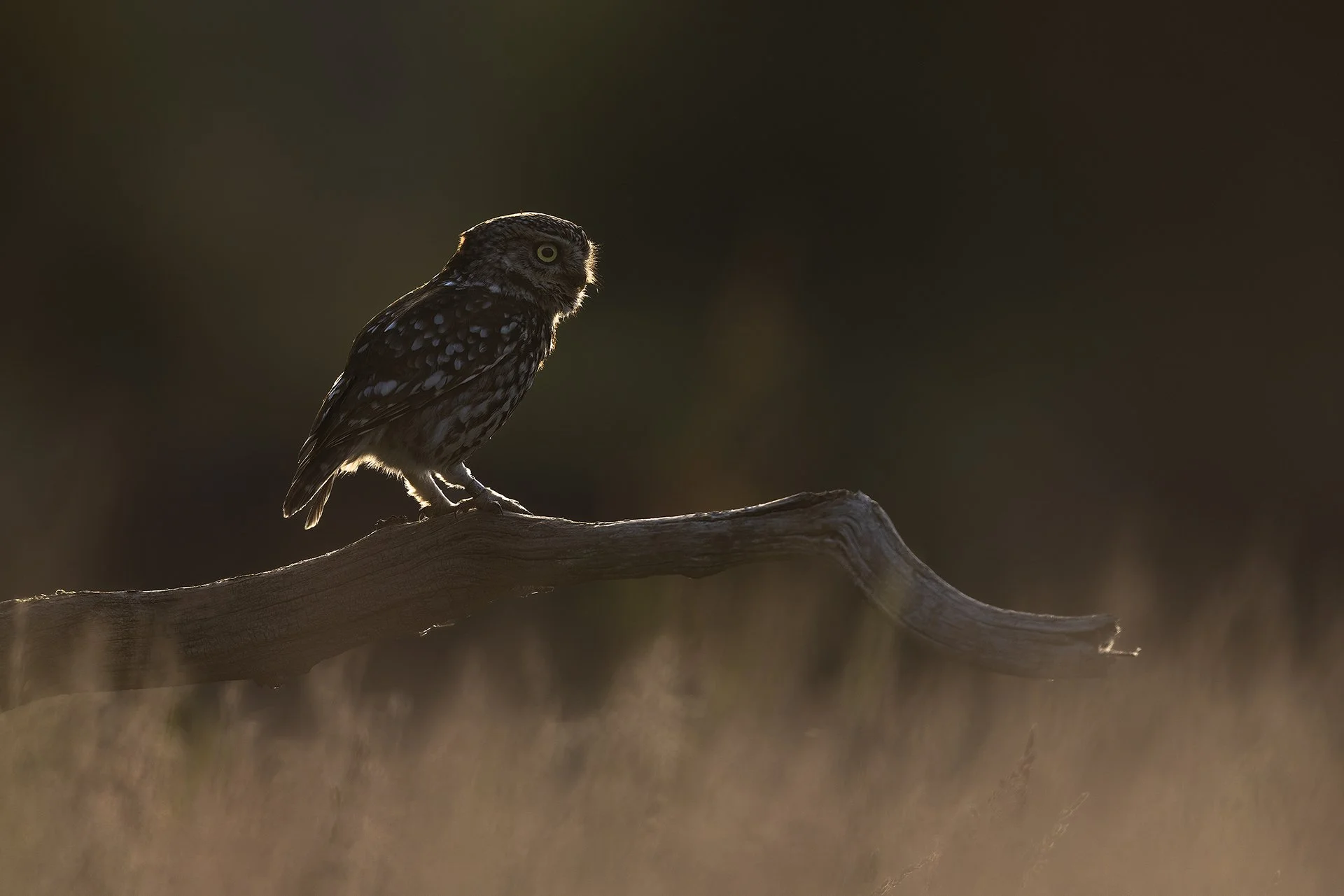 Little_Owl_Backlit.jpg