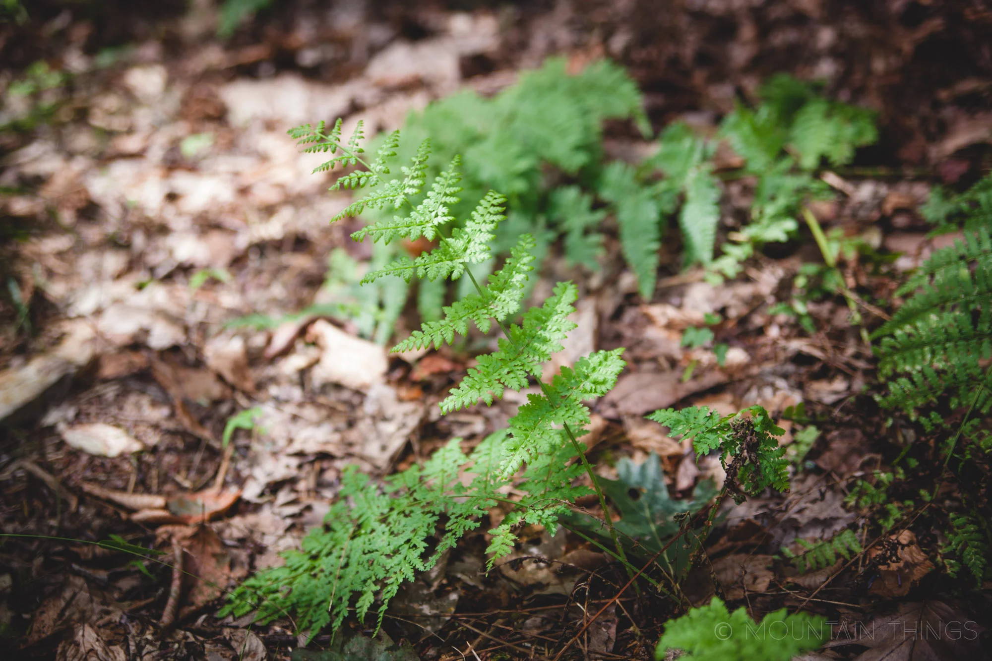 Rothrock State Forest in Greenwood Furnace State Park | Mountain Things