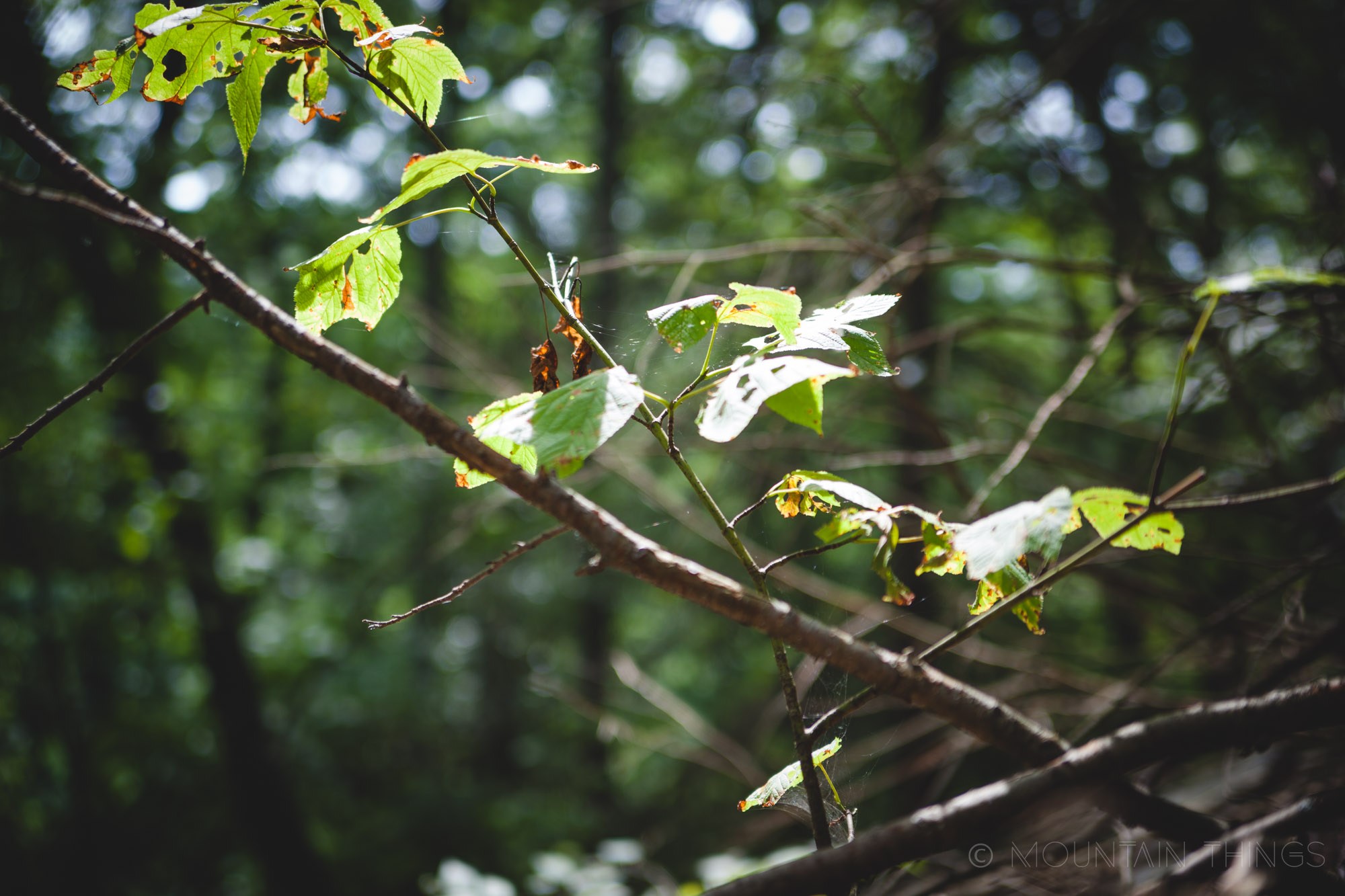 Rothrock State Forest in Greenwood Furnace State Park | Mountain Things