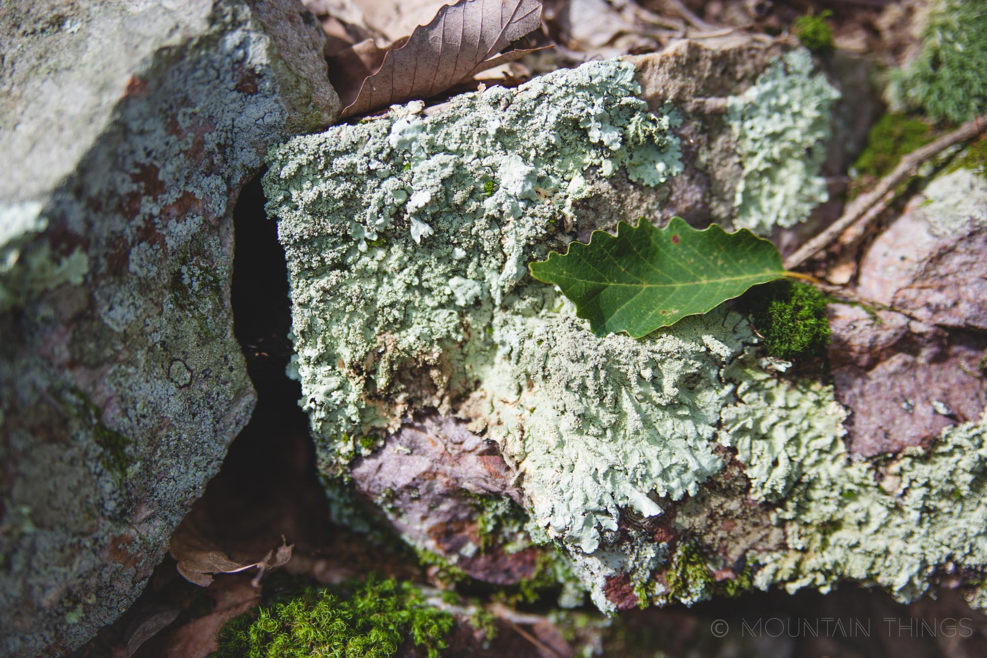 Rothrock State Forest in Greenwood Furnace State Park | Mountain Things