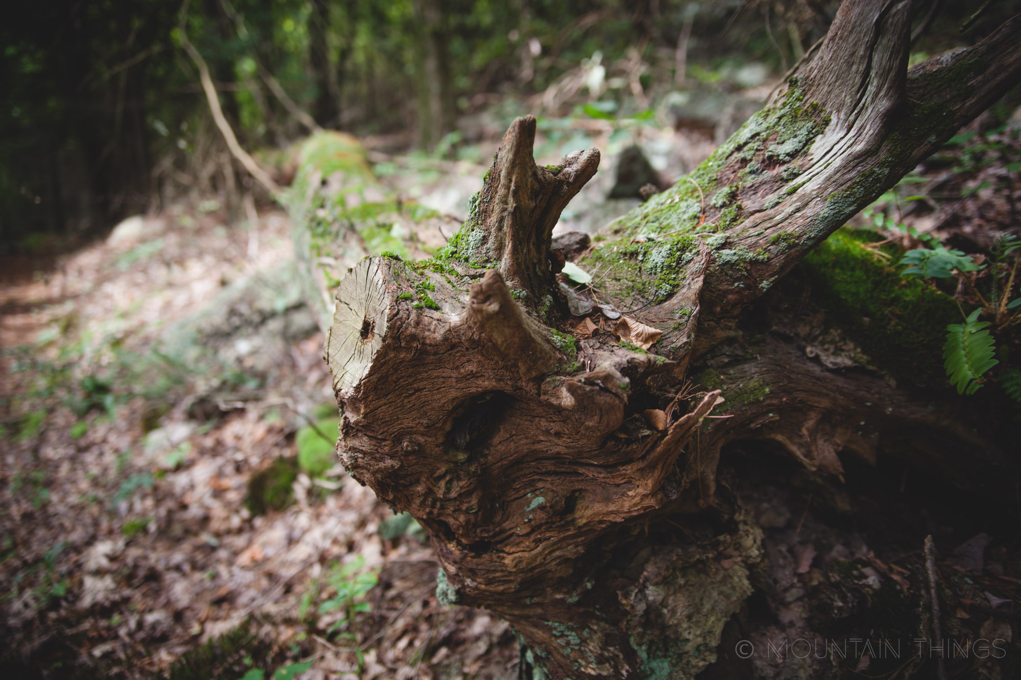 Rothrock State Forest in Greenwood Furnace State Park | Mountain Things