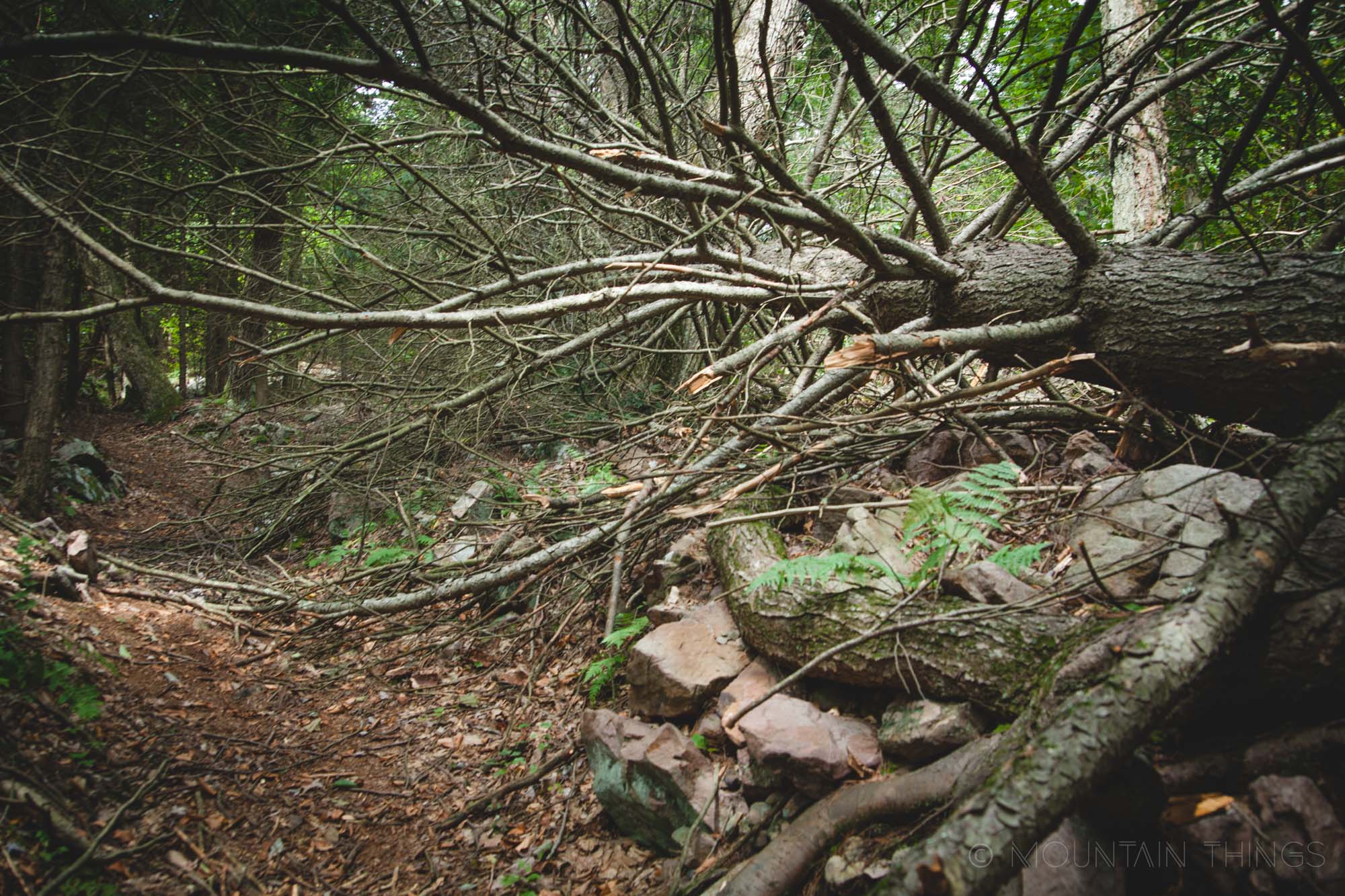 Rothrock State Forest in Greenwood Furnace State Park | Mountain Things
