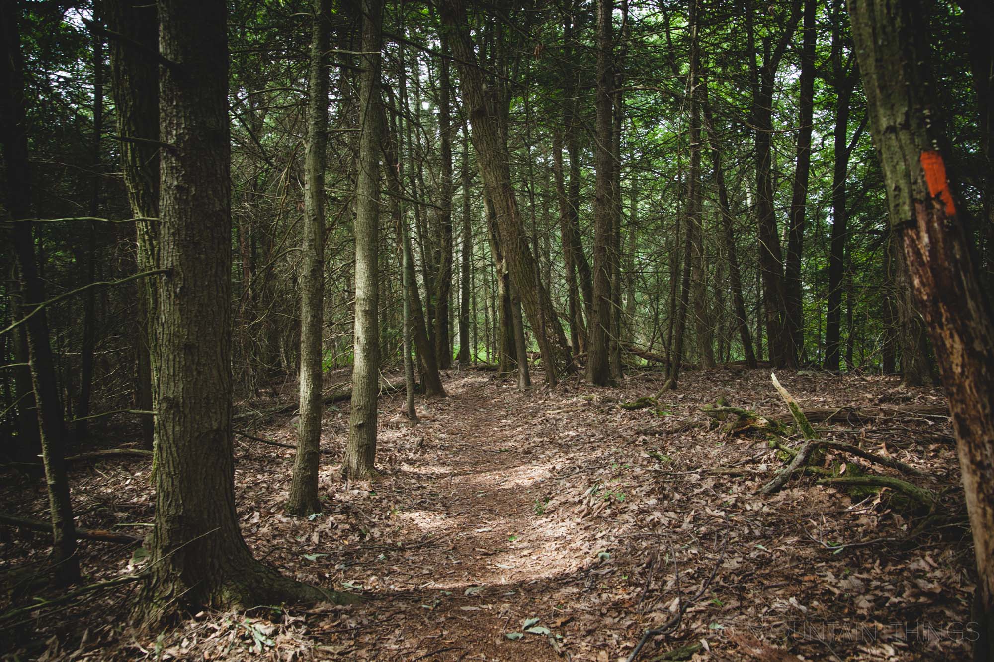 Rothrock State Forest in Greenwood Furnace State Park | Mountain Things