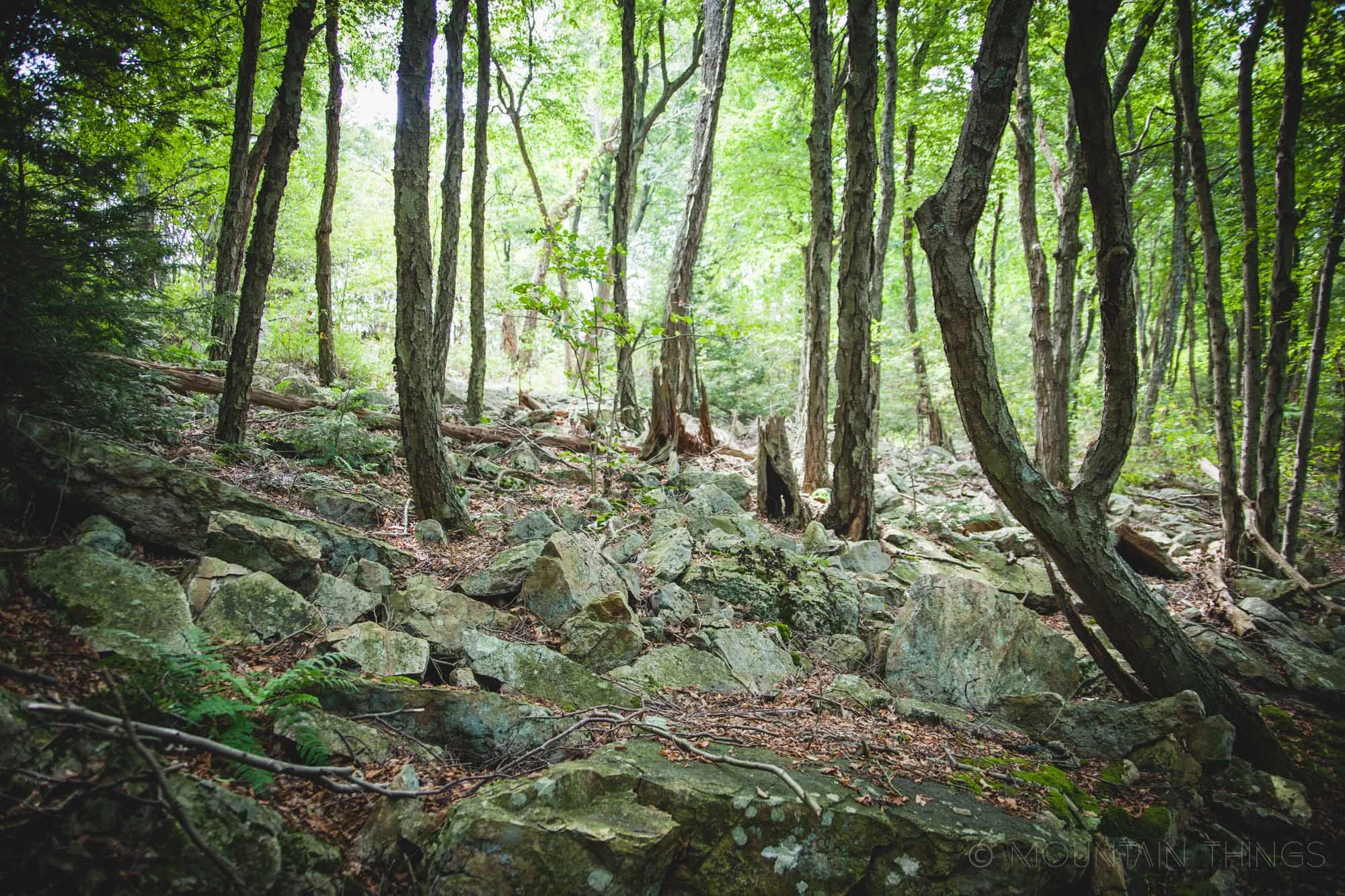 Rothrock State Forest in Greenwood Furnace State Park | Mountain Things
