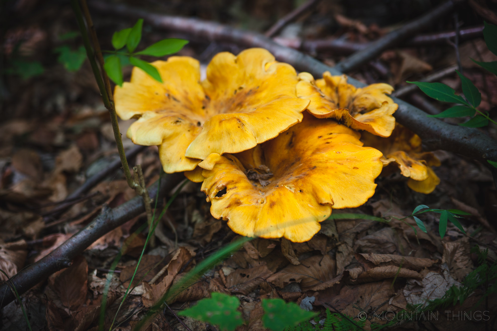 Rothrock State Forest in Greenwood Furnace State Park | Mountain Things