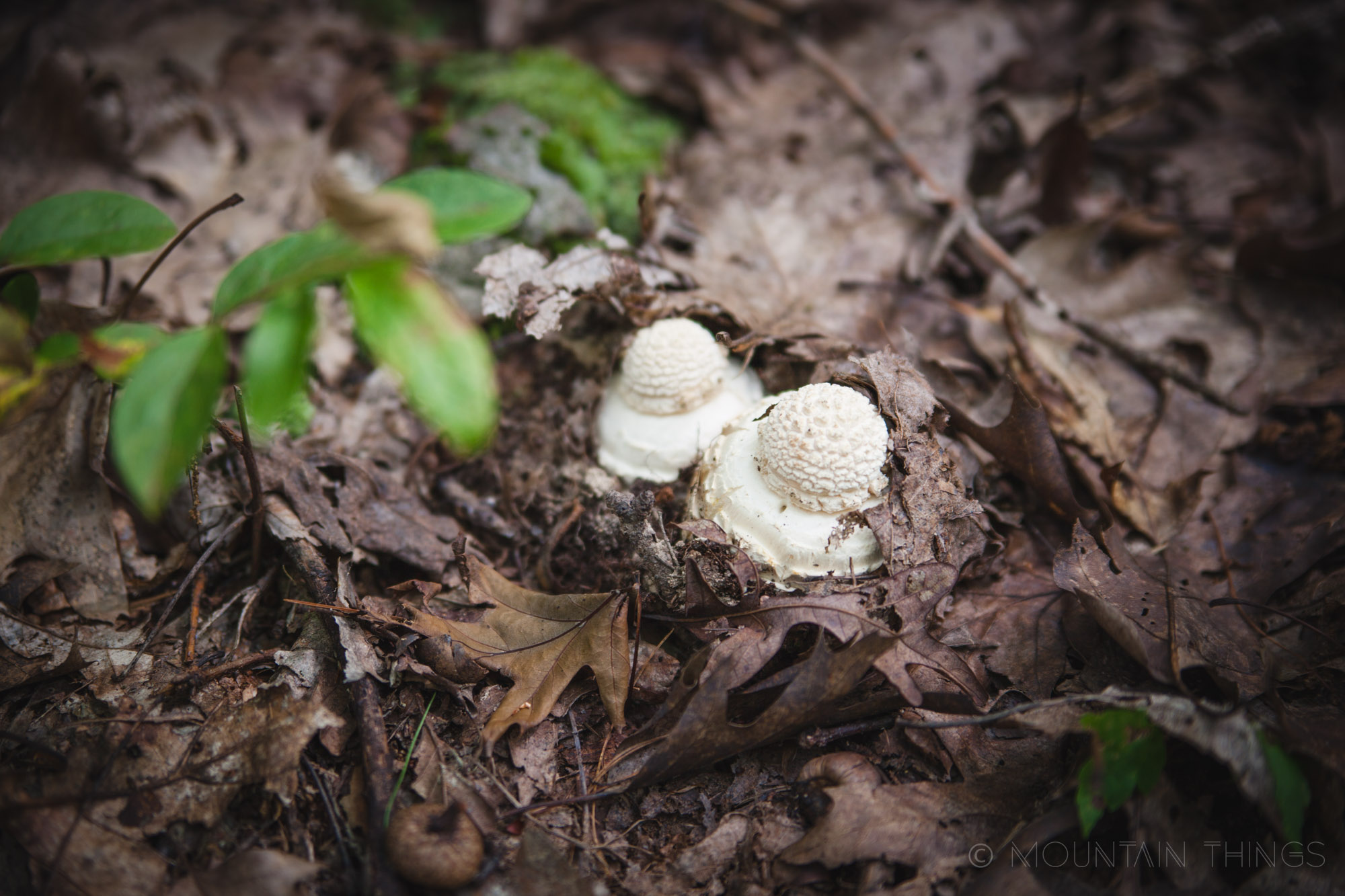 Rothrock State Forest in Greenwood Furnace State Park | Mountain Things
