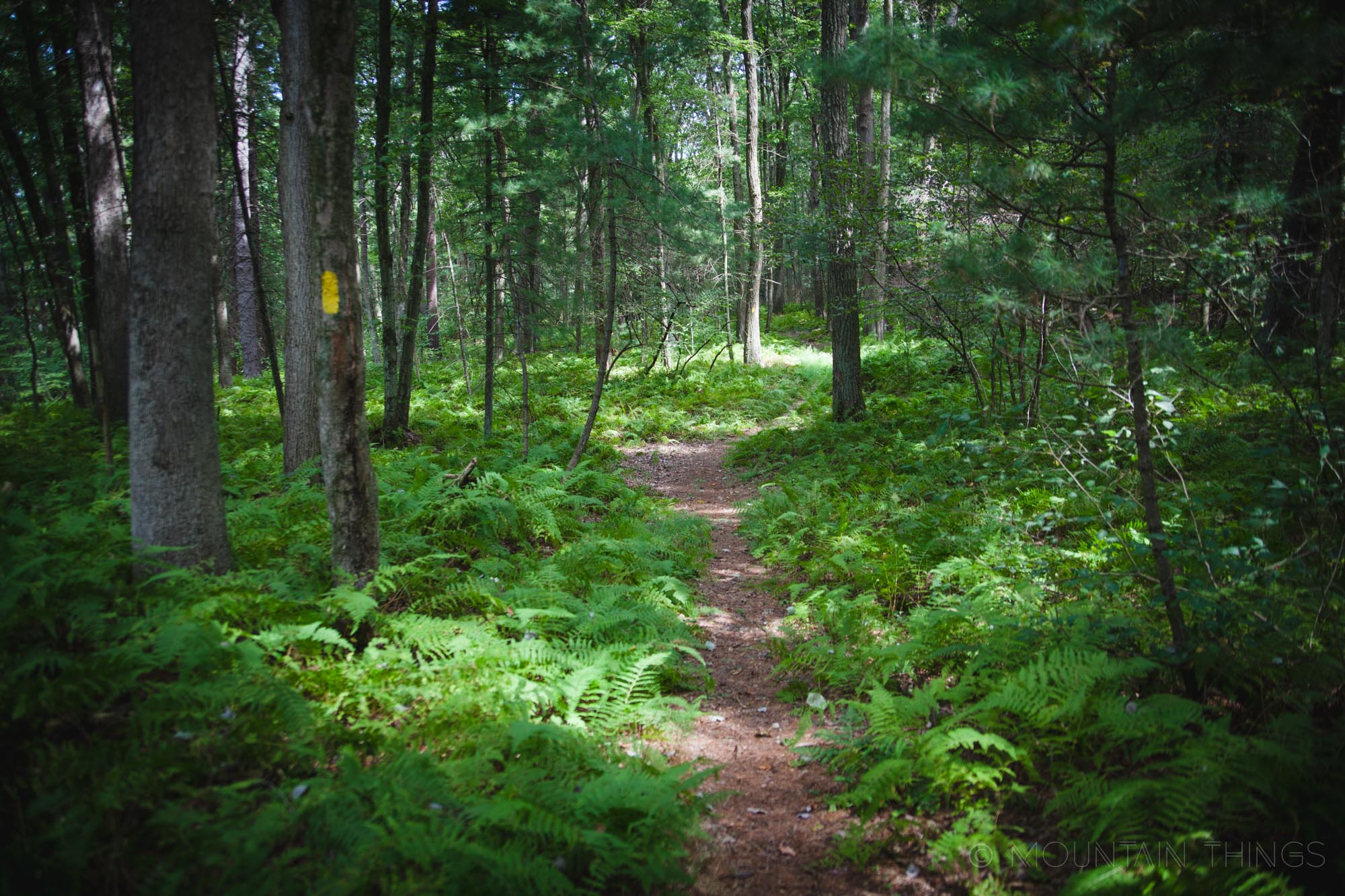 Rothrock State Forest in Greenwood Furnace State Park | Mountain Things