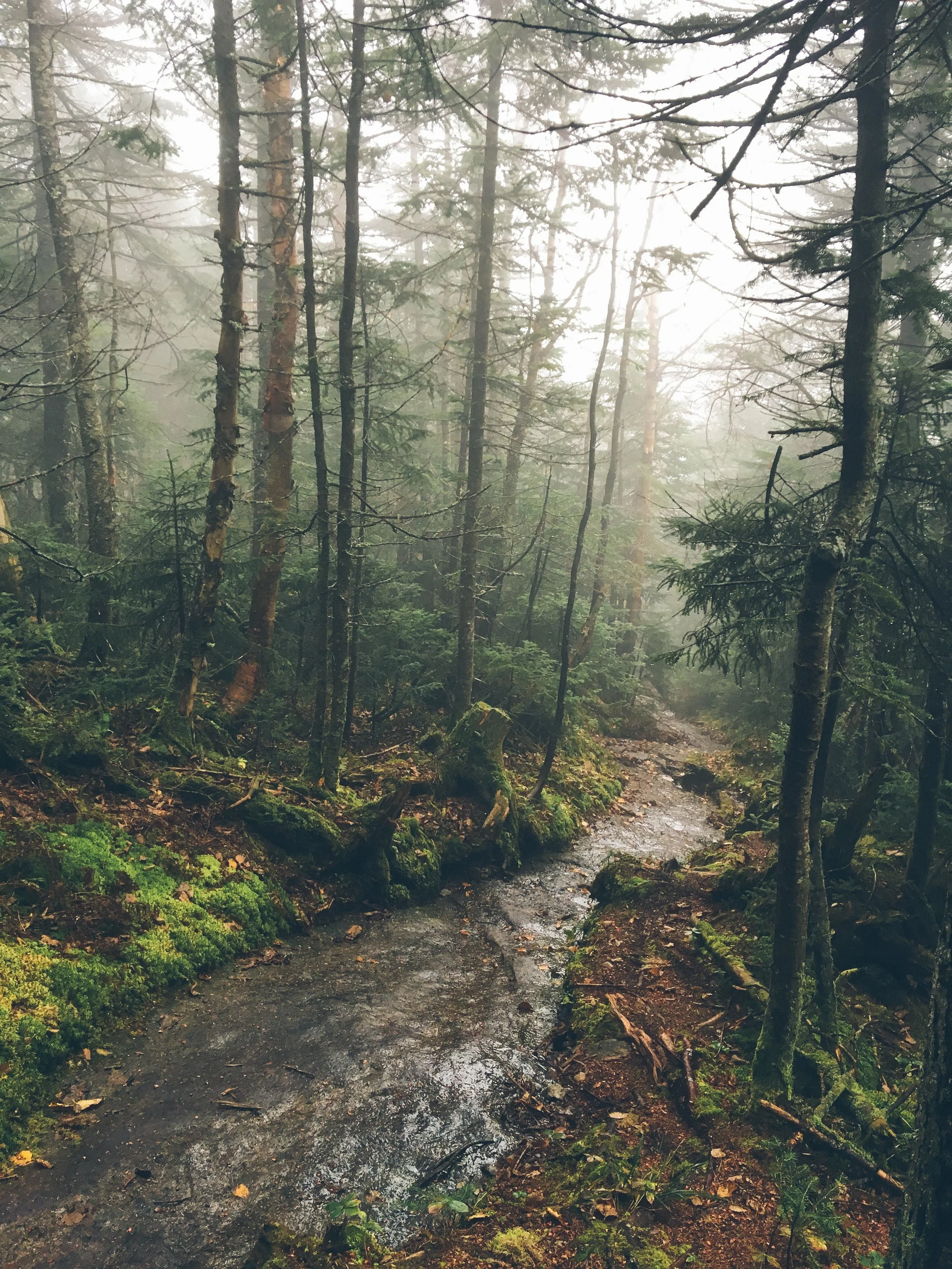 Mt. Colden The Adirondacks Misery Mile | Mountain Things