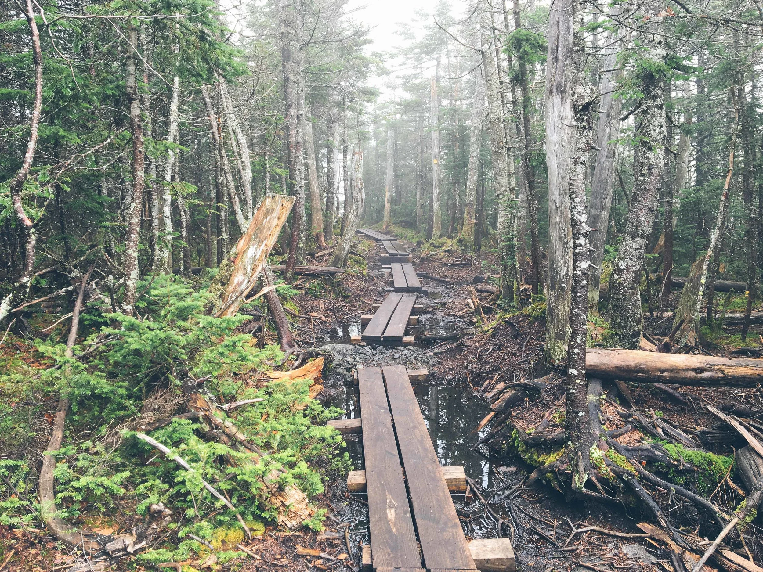 Mt. Colden Summit The Adirondacks | Mountain Things