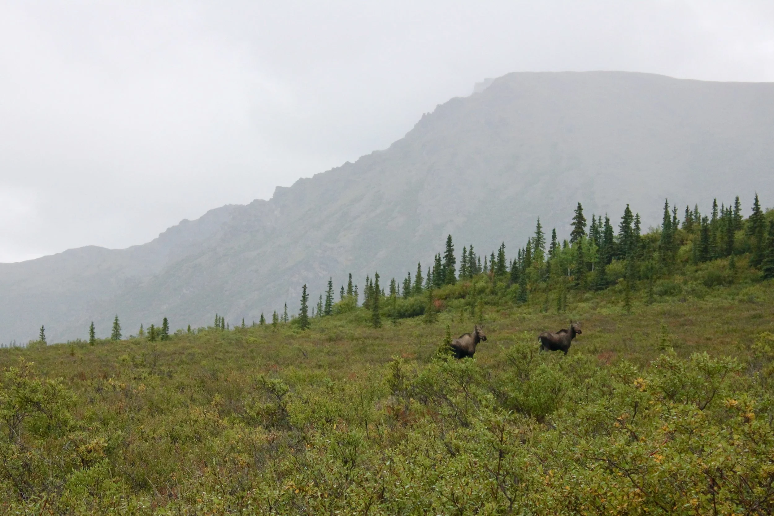 Denali National Park | Mountain Things