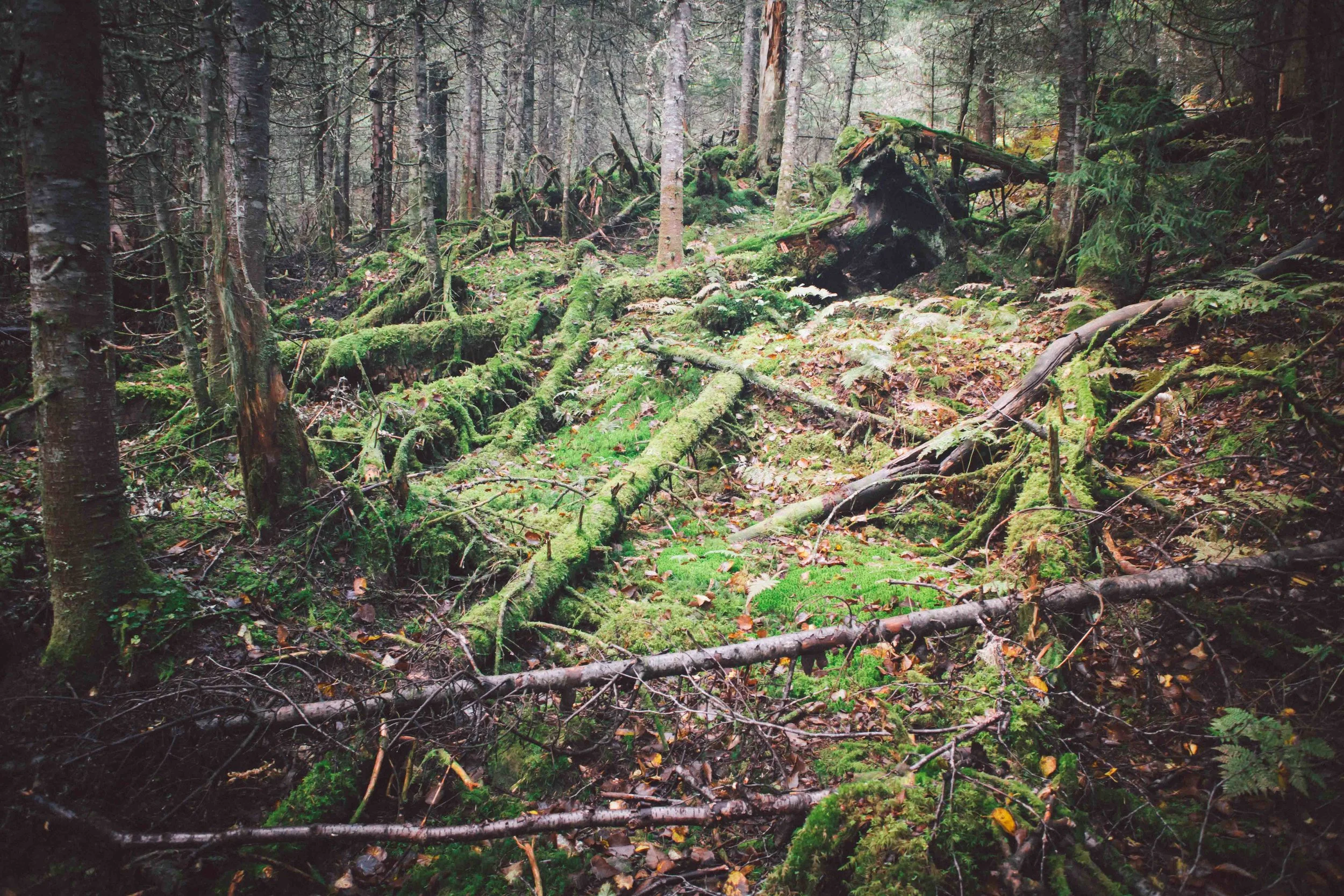 Adirondacks-2018-web-2-9-Mount-Marcy.jpg