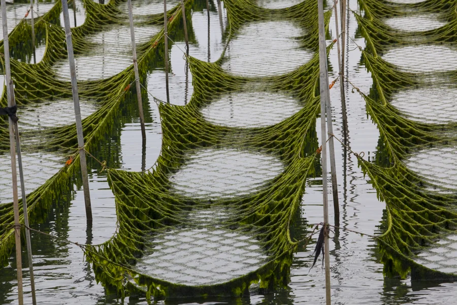 "green-13.jpg