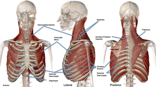 Primäre und assistierende Muskeln, die am Einatmen beteiligt sind. (Zugriff unter http://www.centeredyoga.com/article_arielle-how-your-breathing.html am 18.09.2015)