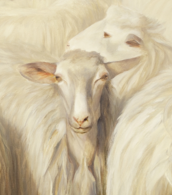   Toscaanse schapen 2, &nbsp;(close-up) 