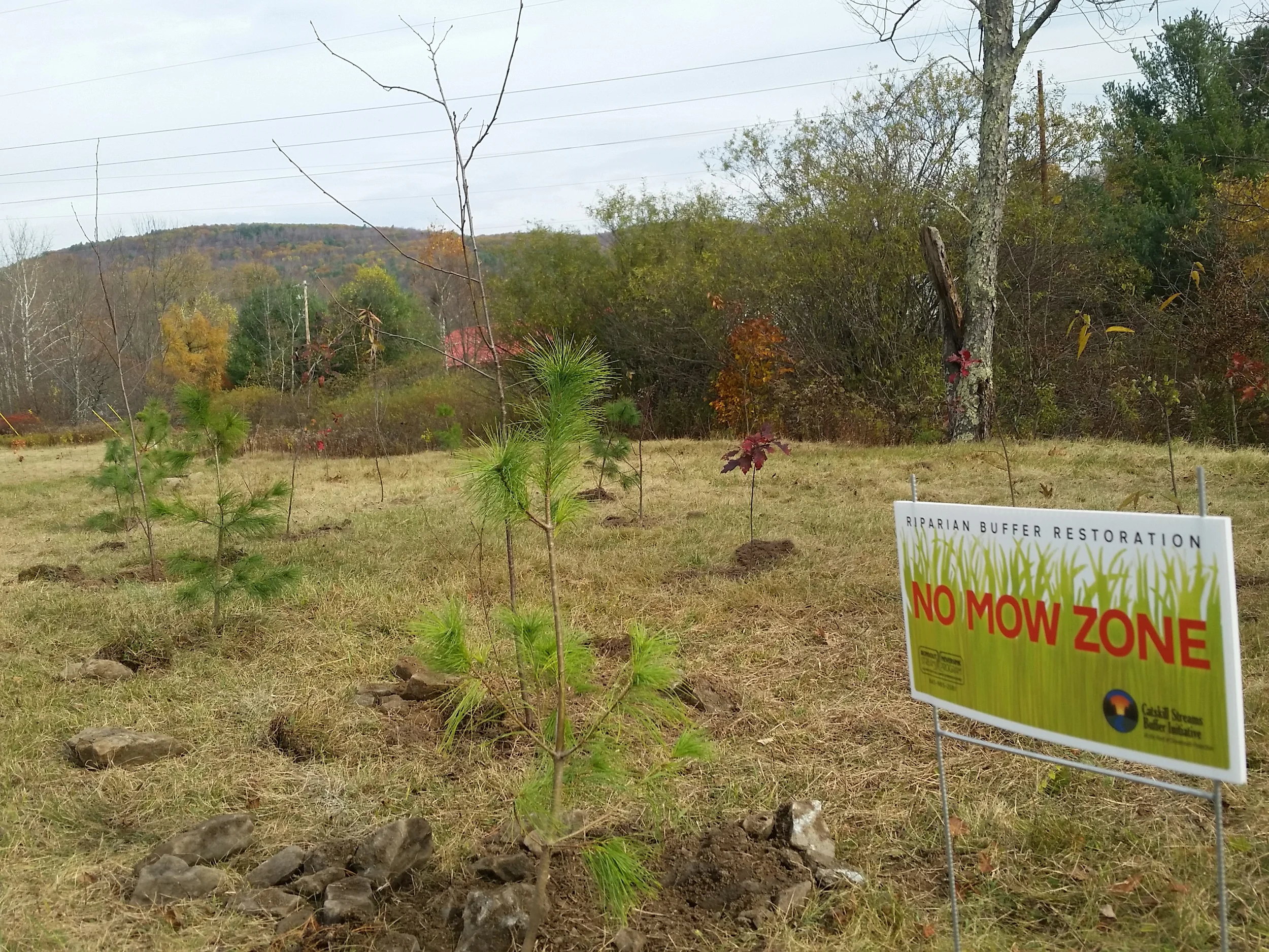 No Mow Zone and Buffer Planting, Red Brook and Chestnut Creek 