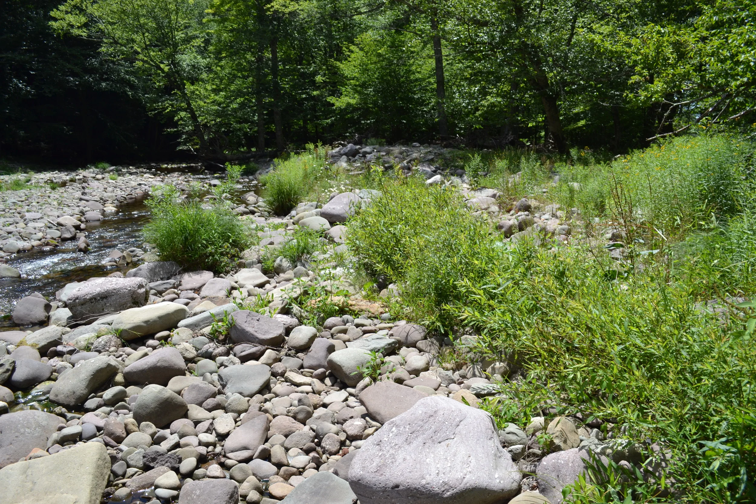 Willow Fascines and Buffer Planting for Pasture Protection, W. Branch Neversink at Frost Valley YMCA