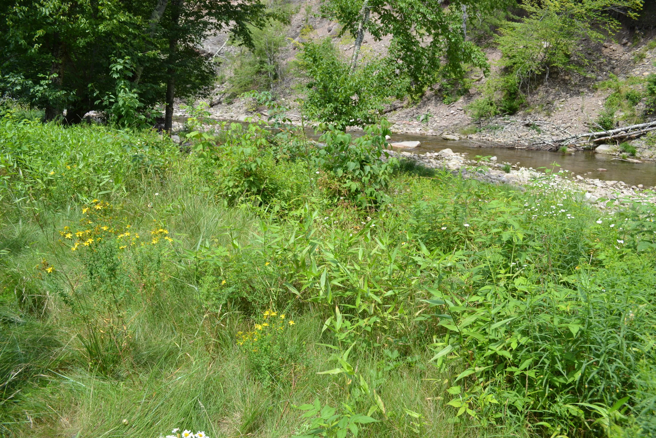 Floodplain Stream Buffer Planting, E. Branch Neversink at Denning Town Hall
