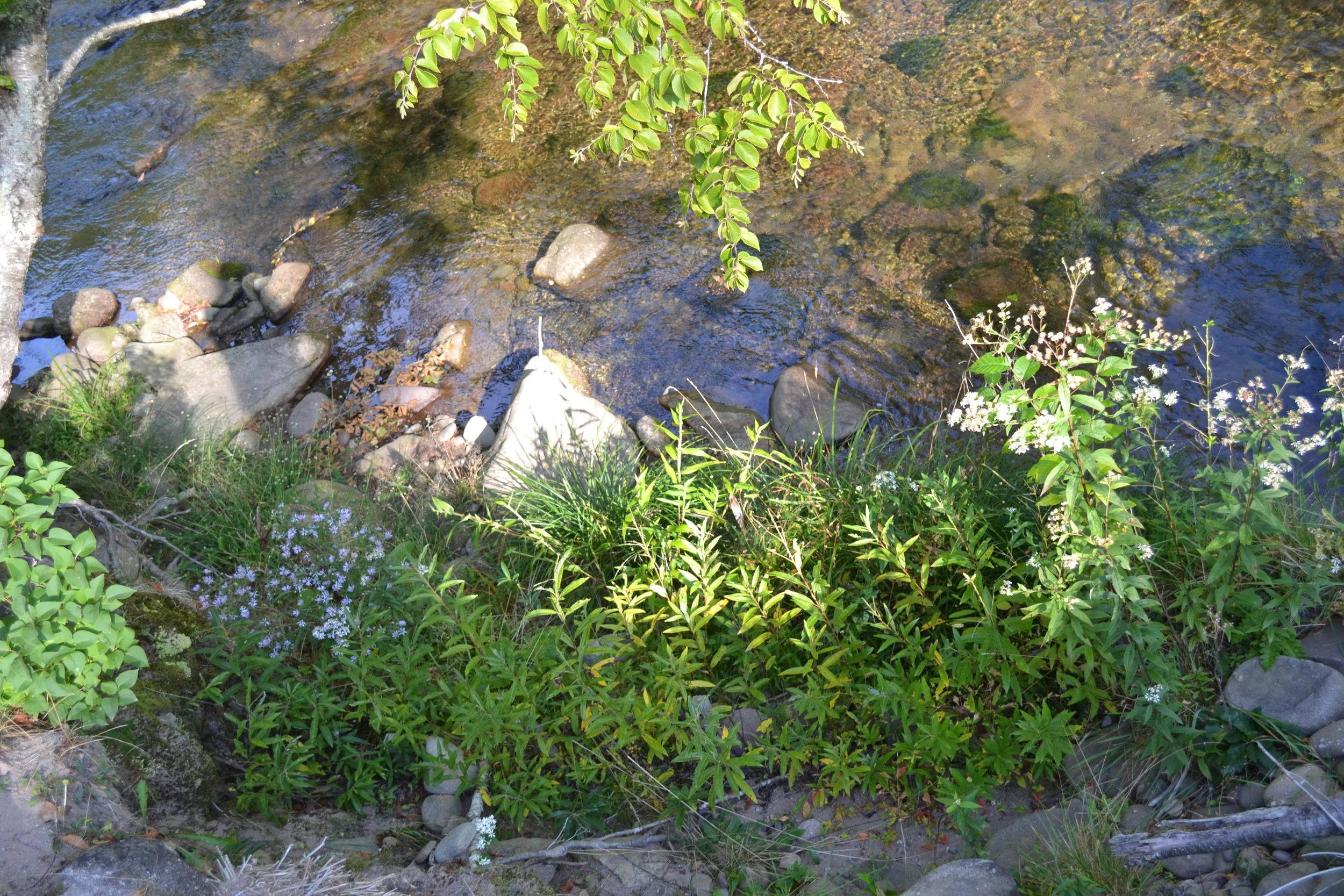 Willow Fascines and Riparian Buffer Planting at Rio Alto Property, E. Branch Neversink (CSBI)