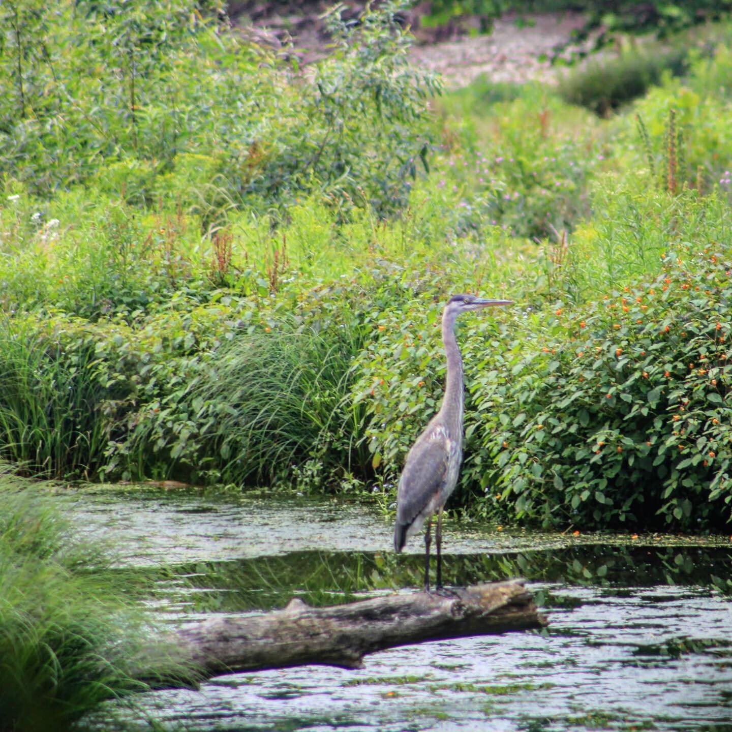 📸 Watershed wildlife photo submitted by Rhonda Fox📸
Pictured is a young Great Blue Heron (Ardea herodias) foraging for food along the main stem of the Neversink River in Claryville. Great Blue Herons prefer to hunt in rivers with calm waters, stand