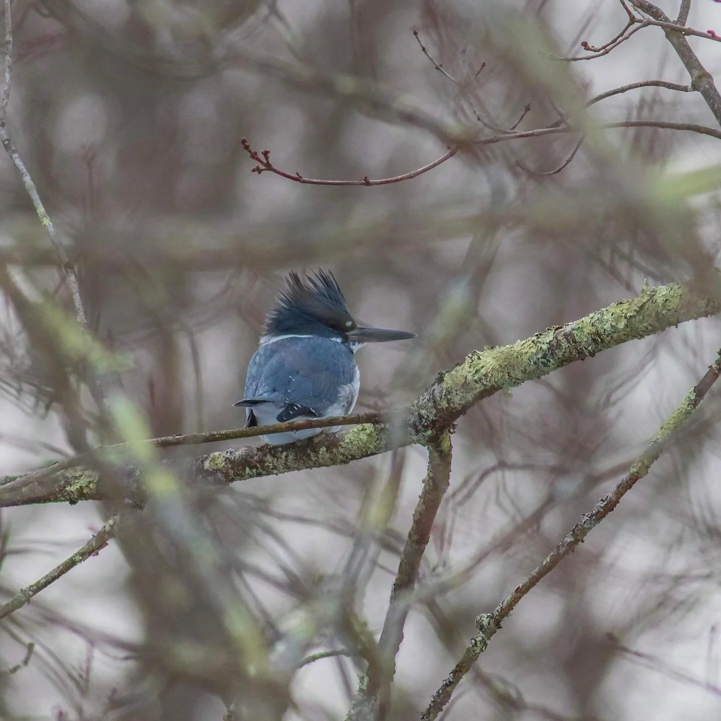 📸Watershed wildlife photo submitted by John Kocijanski 📸
A Belted Kingfisher (Megaceryle alcyon) perches under tree cover alongside the Neversink River. Kingfishers often let loose a rattling call as they fly over rivers and streams. Kingfishers wi